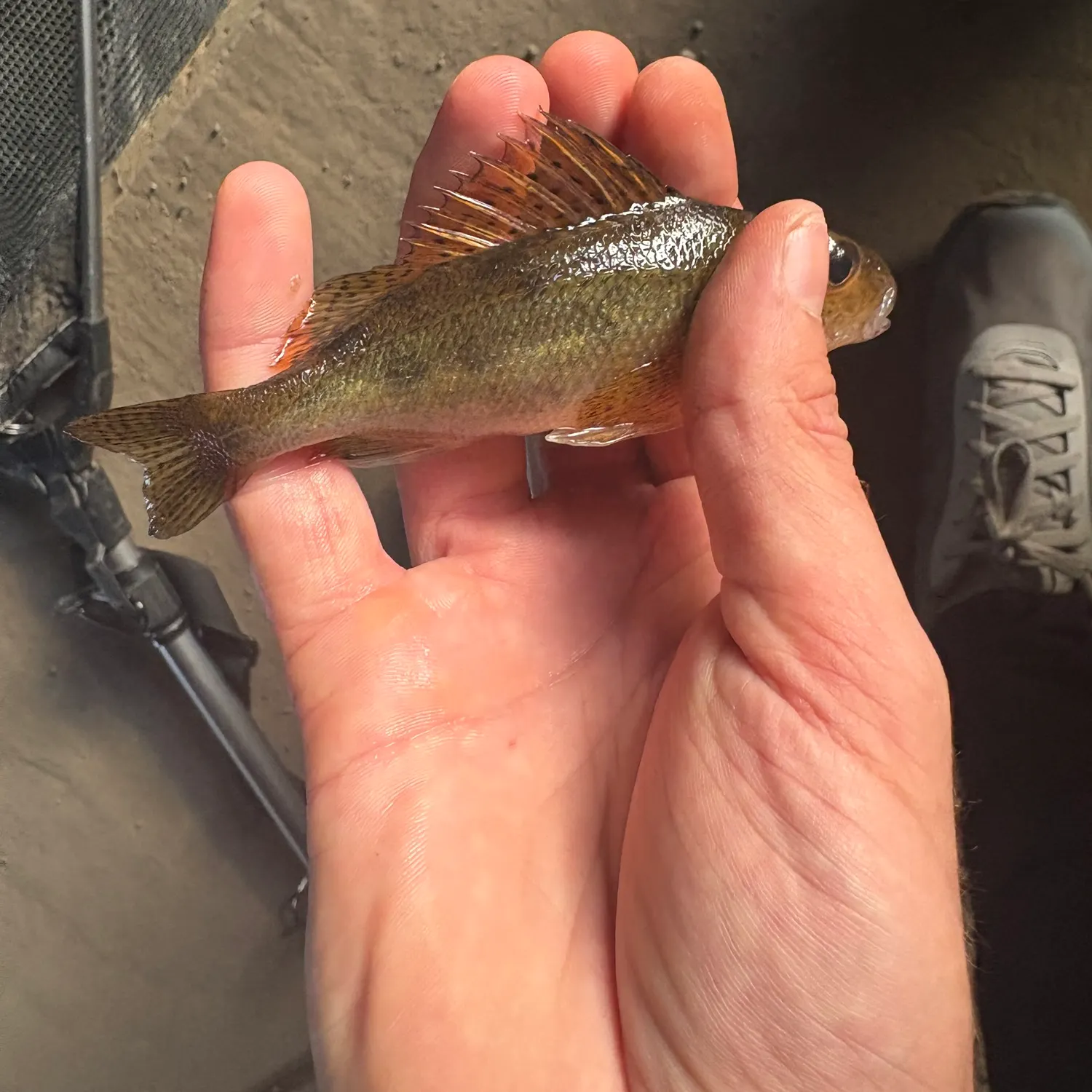 The most recent Eurasian ruffe catches on Fishbrain