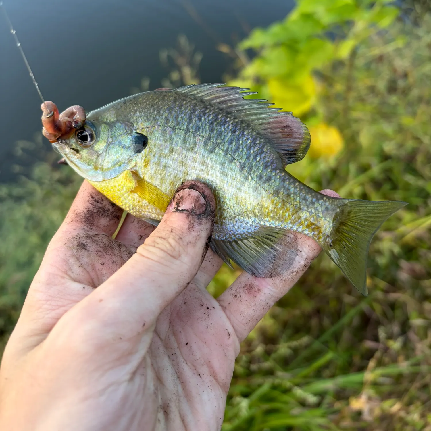 Bluegill caught on Fishbrain