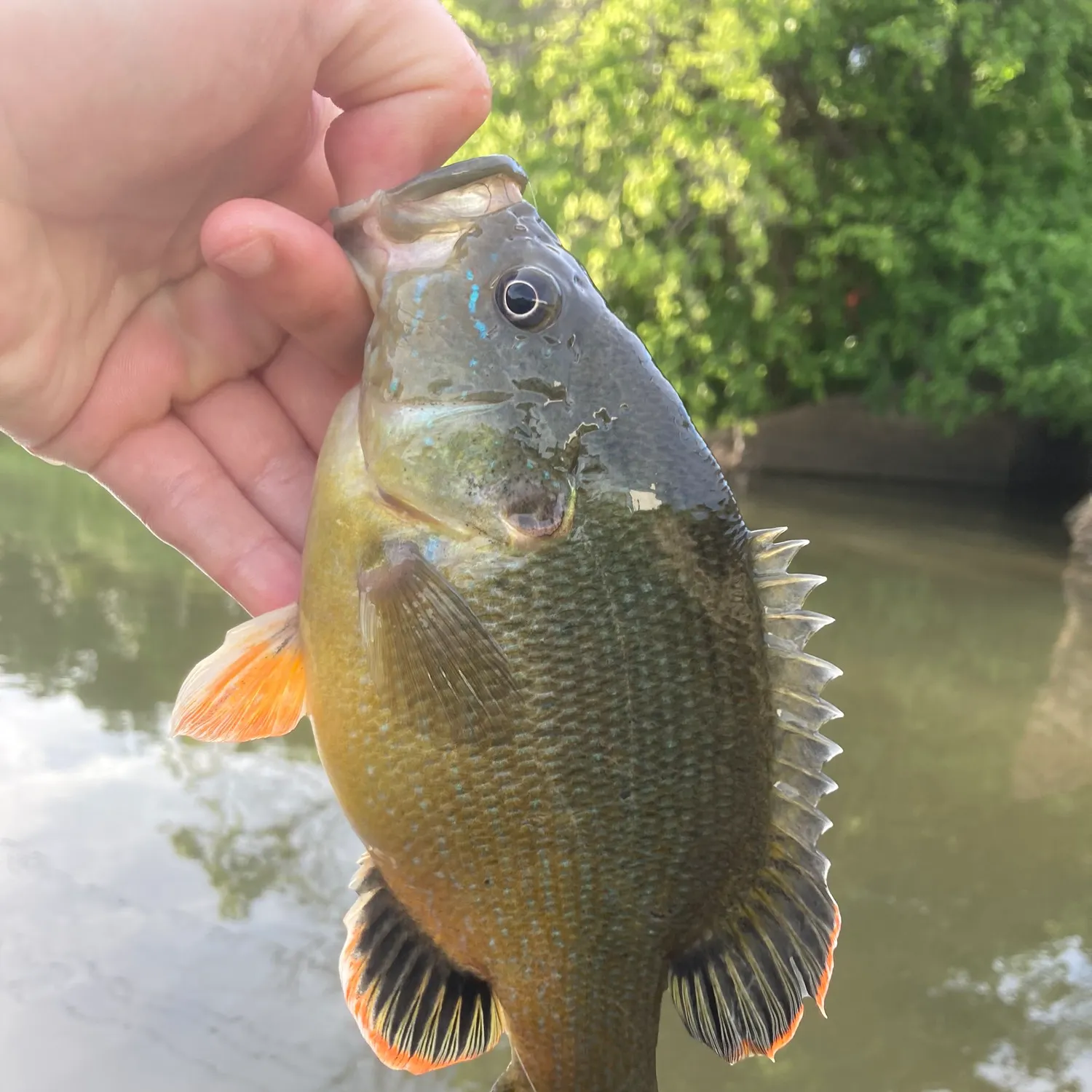 Green sunfish caught on Fishbrain