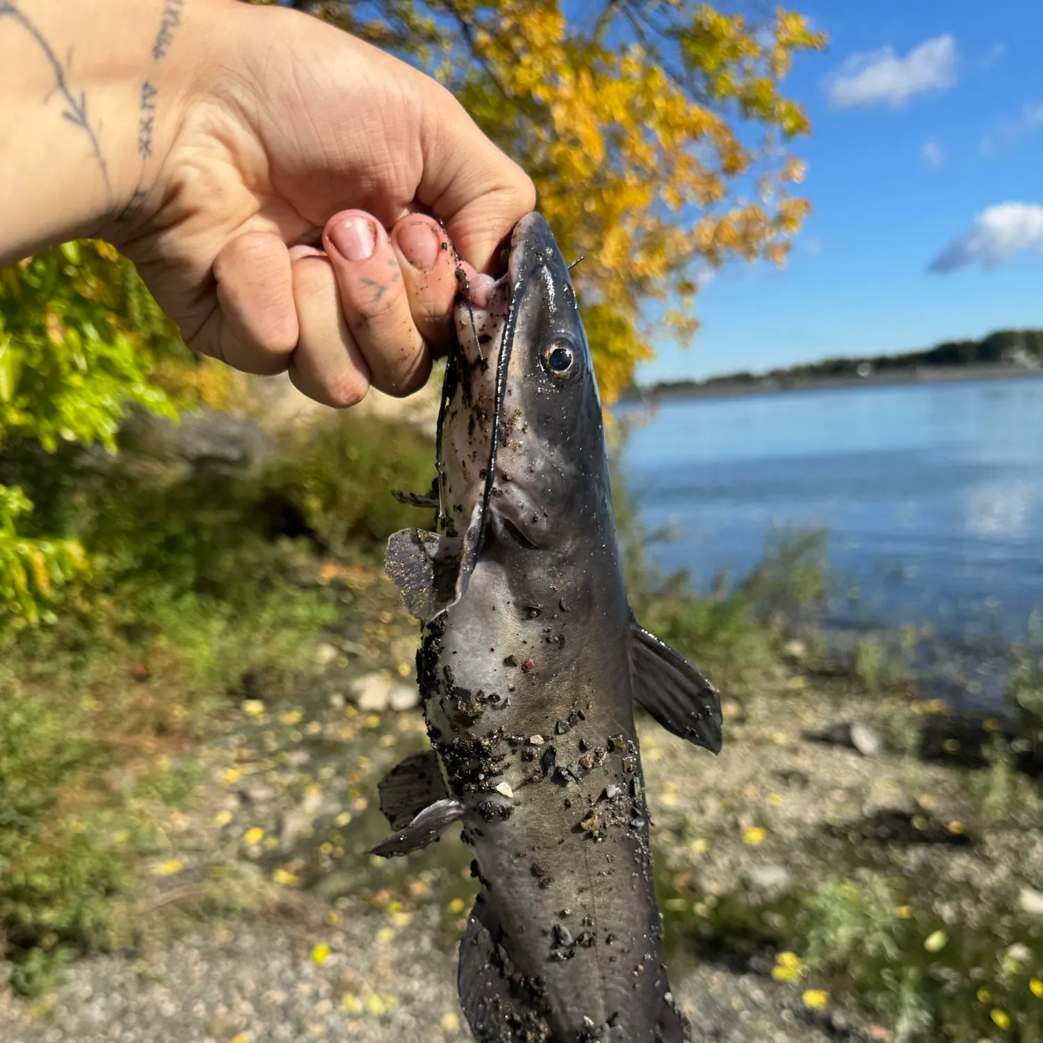 Channel catfish caught on Fishbrain