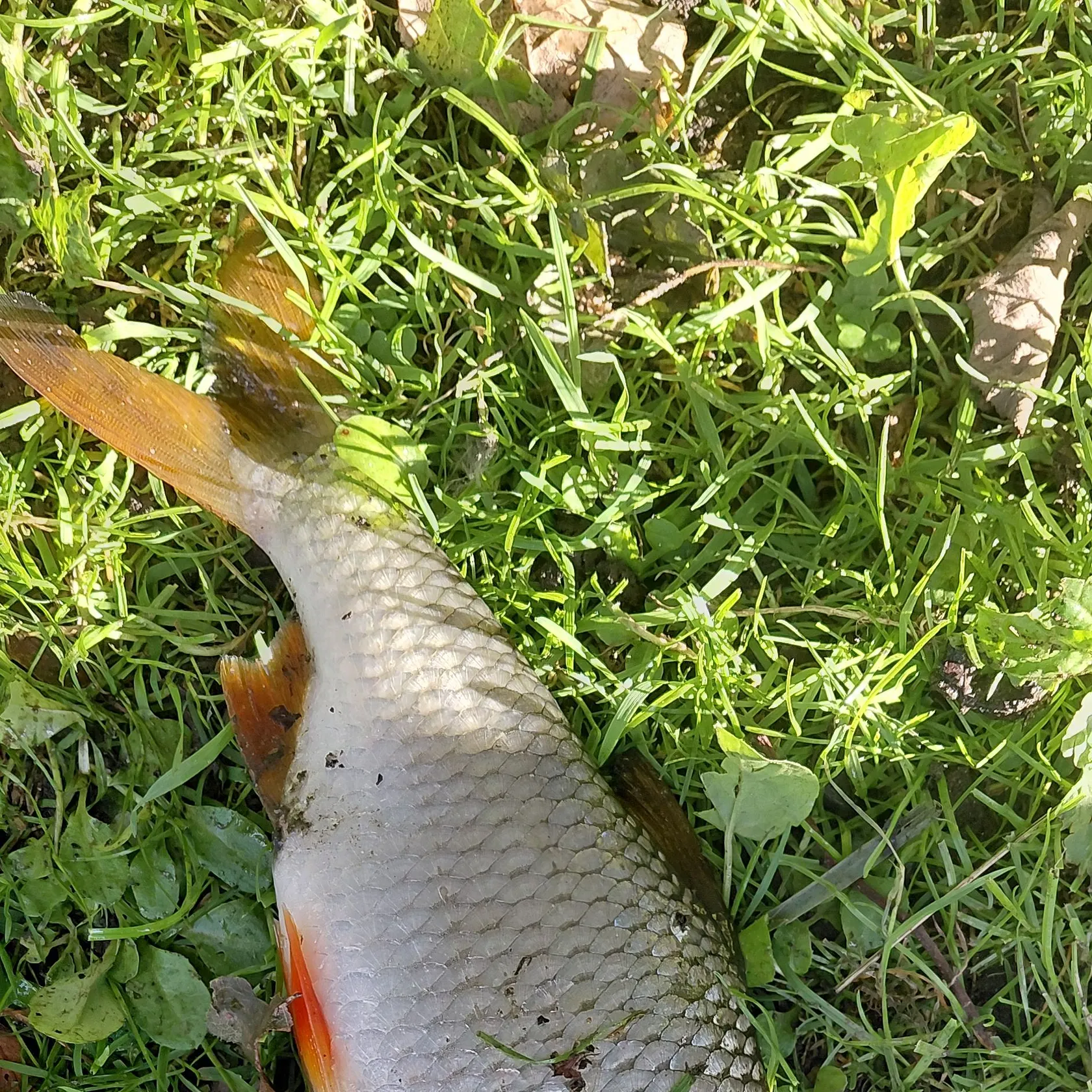Common roach caught on Fishbrain