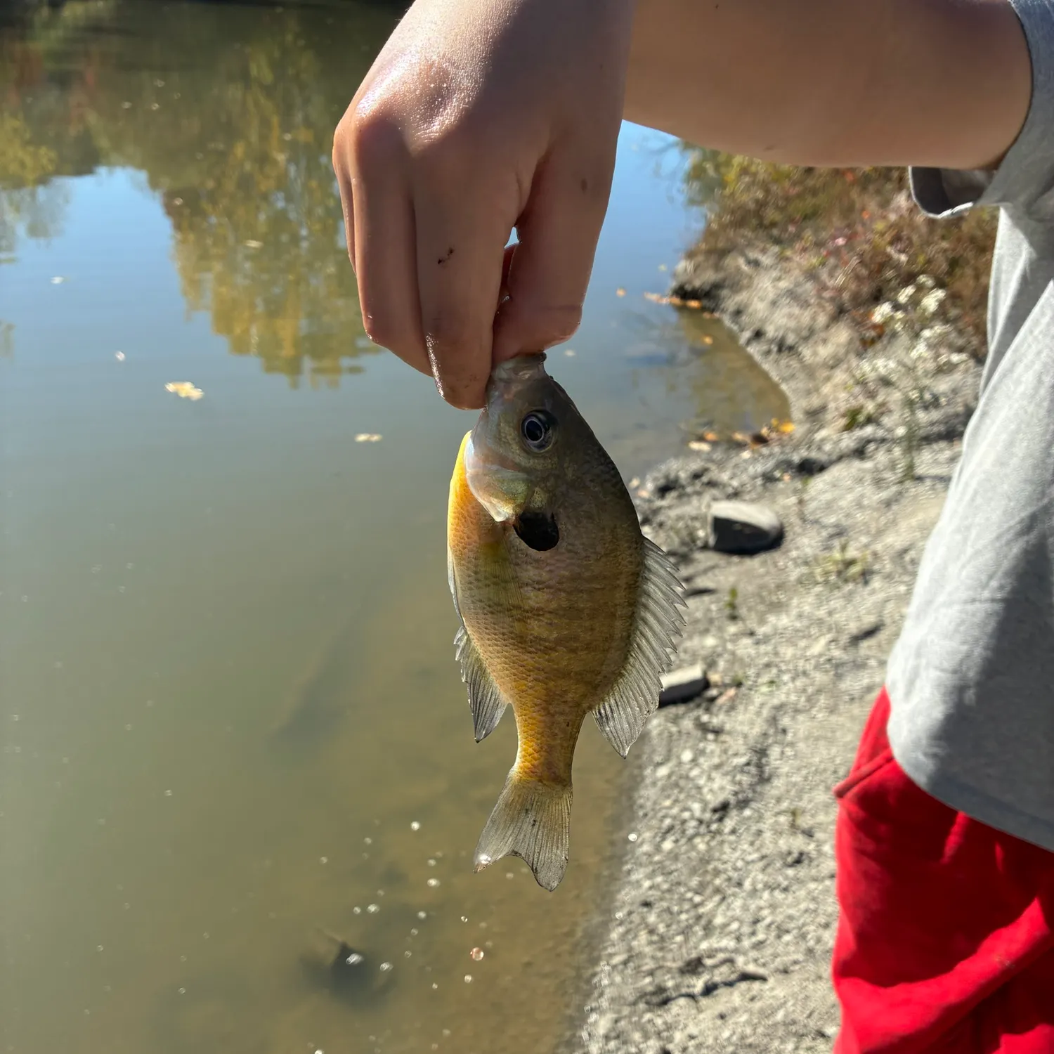 Bluegill caught on Fishbrain