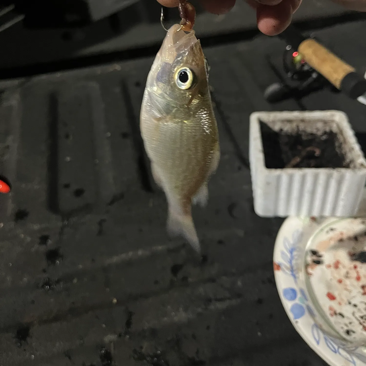 White perch caught on Fishbrain