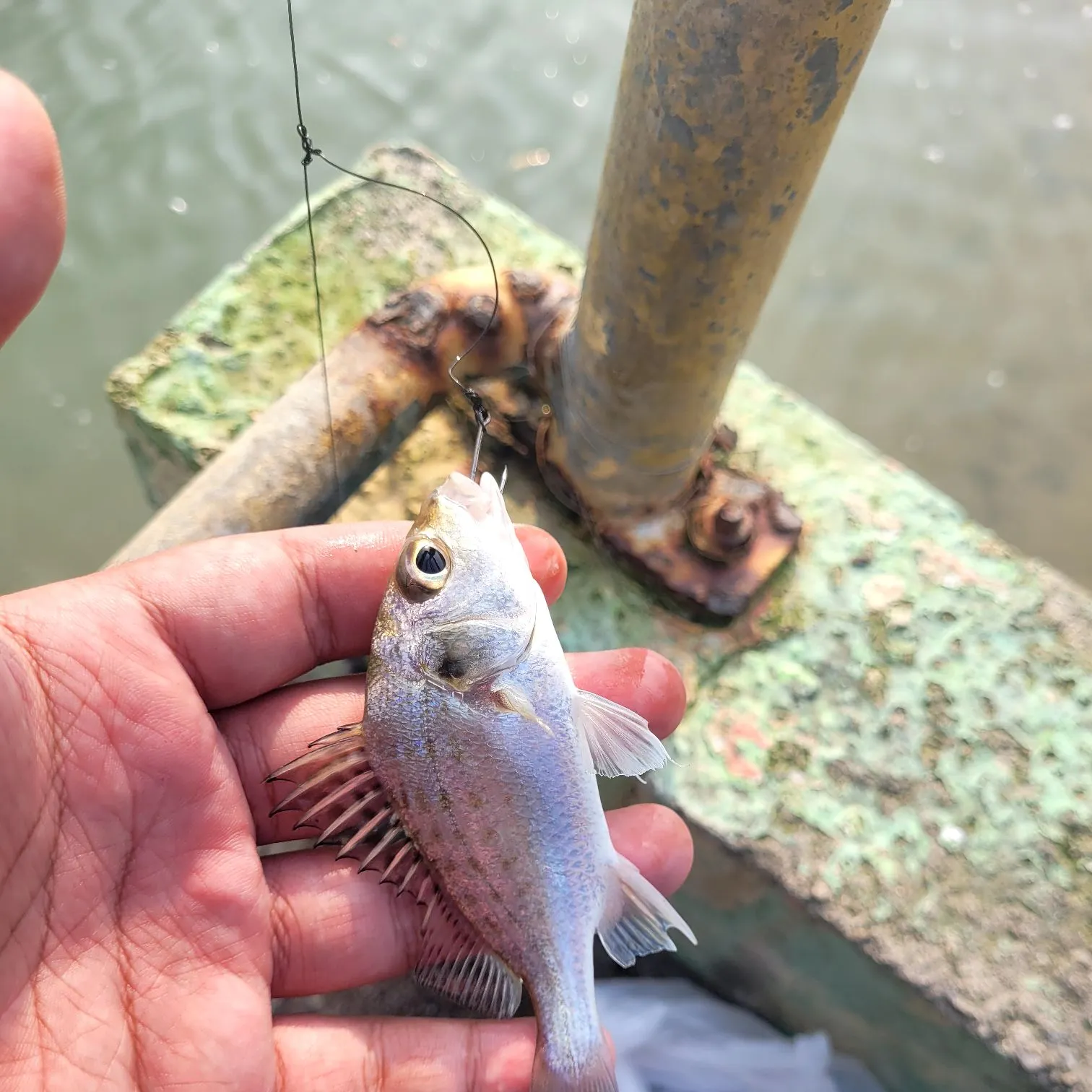 The most recent Silver grunt catches on Fishbrain