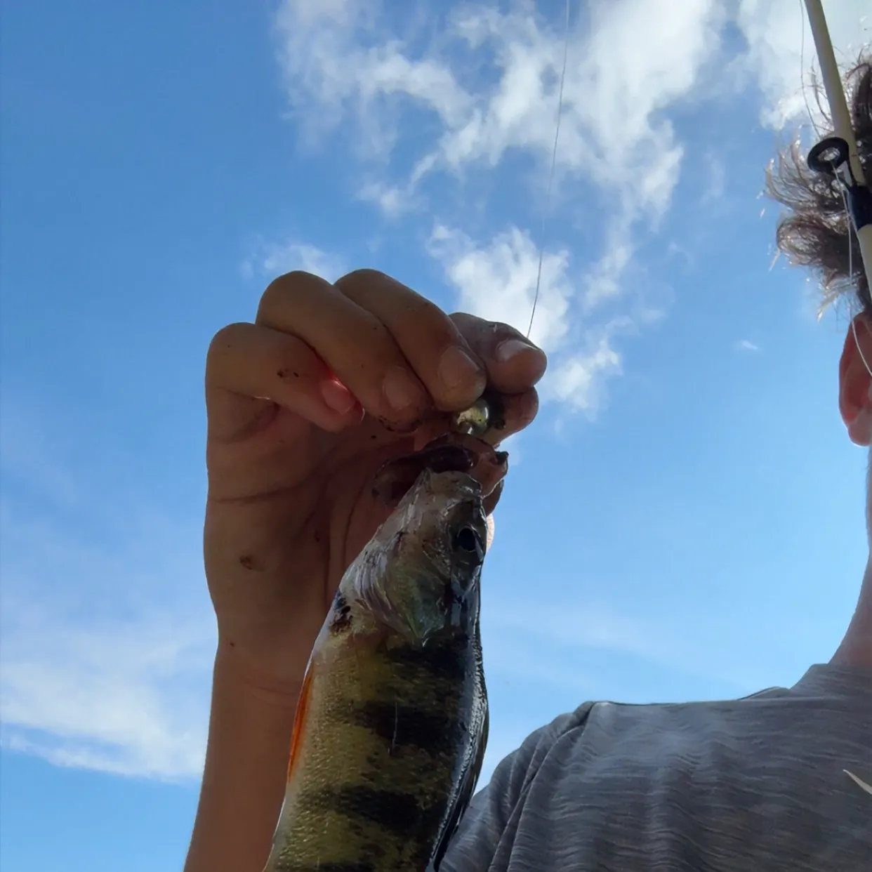 Yellow perch caught on Fishbrain