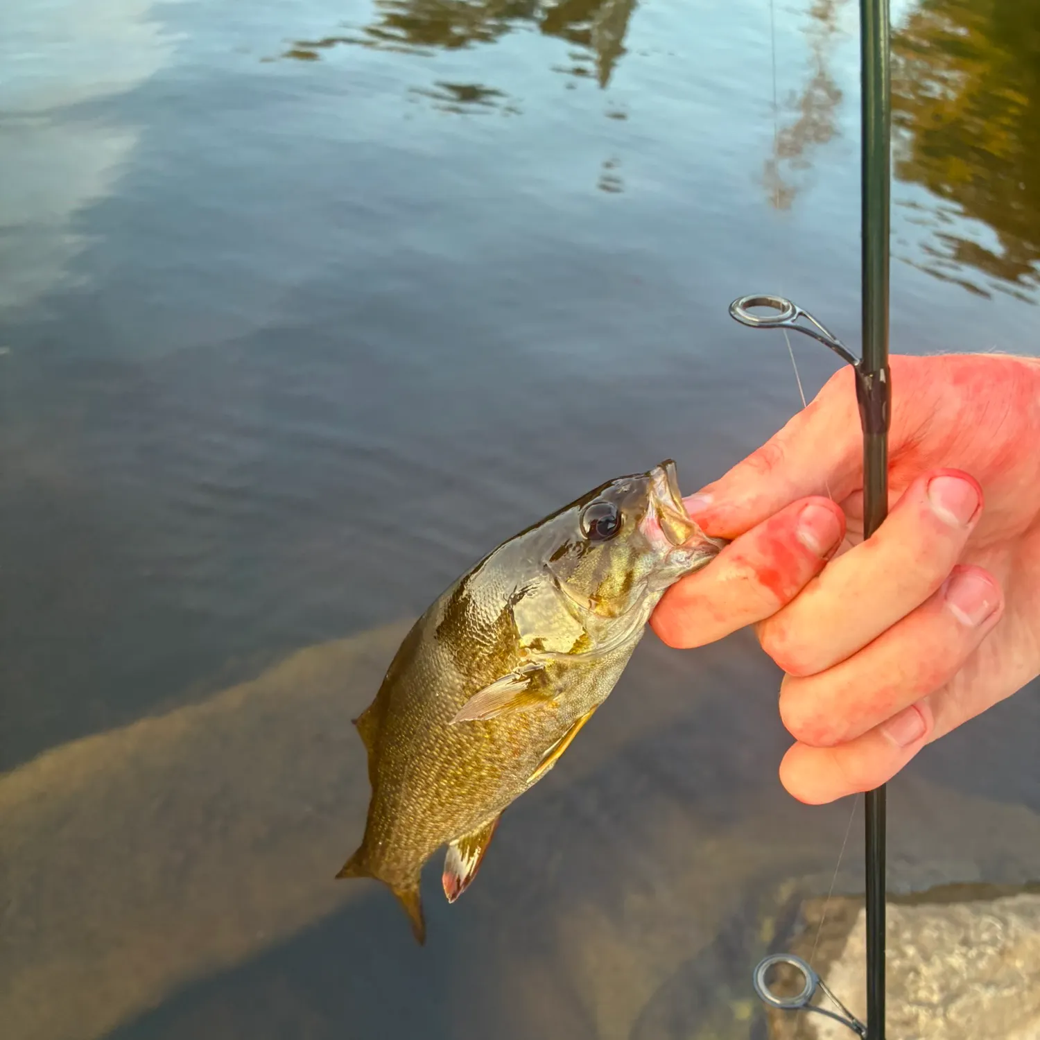 Smallmouth bass caught on Fishbrain
