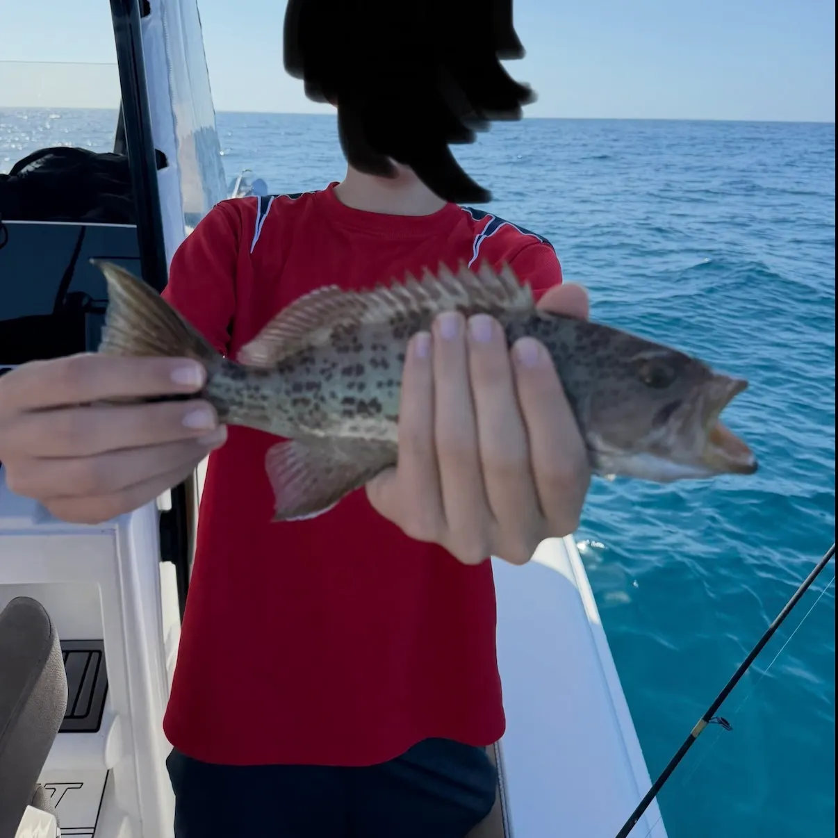 The most recent Gag grouper catches on Fishbrain