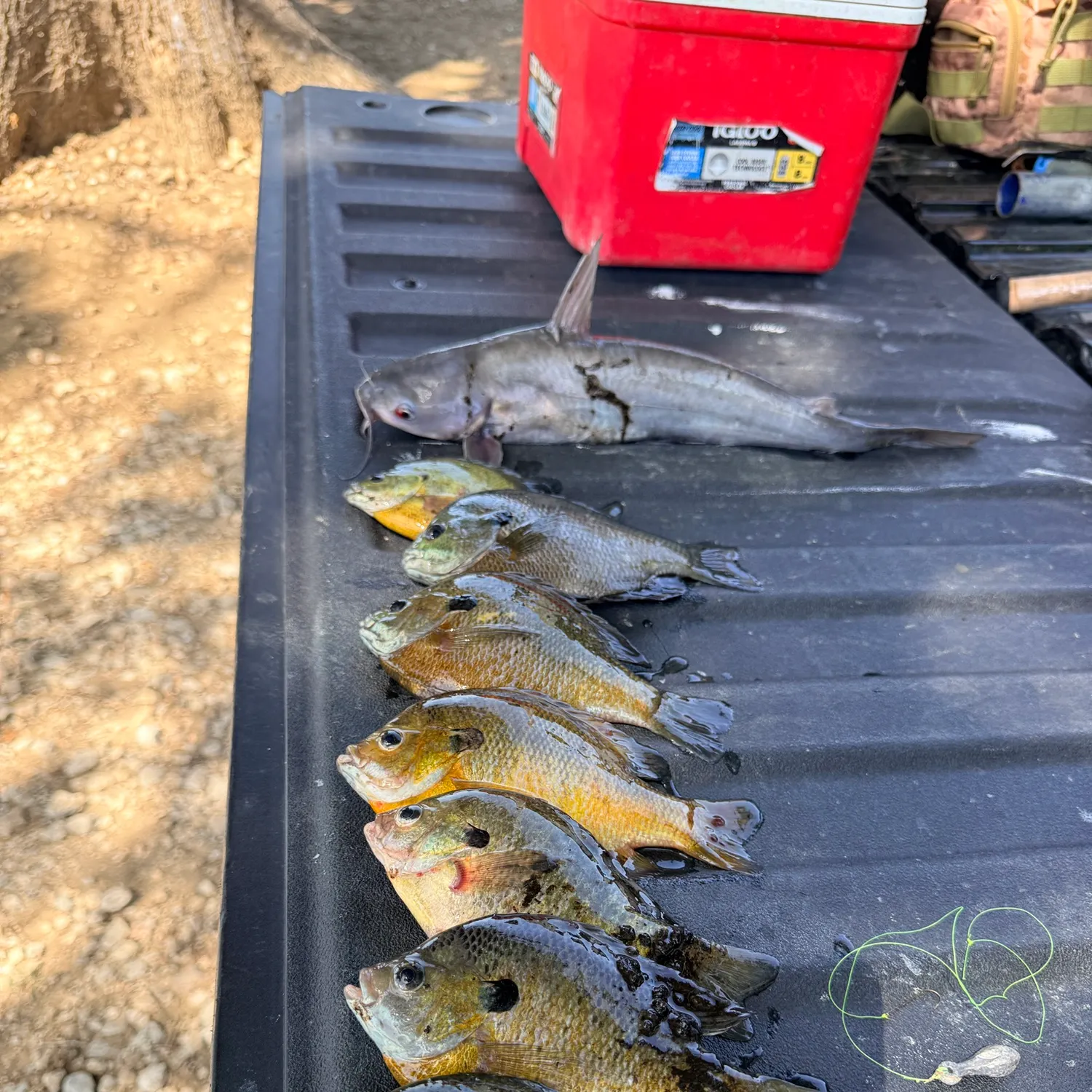 recently logged catches