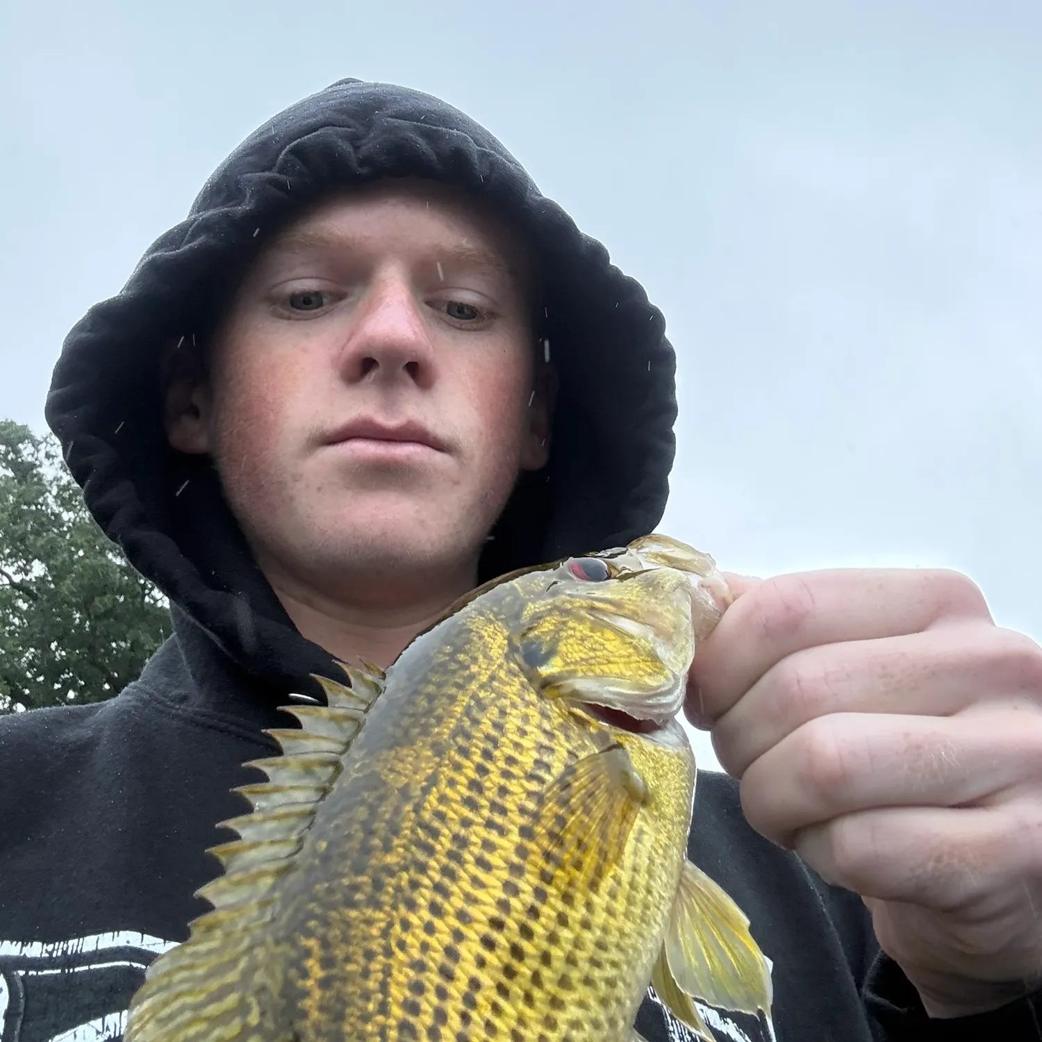 Rock bass caught on Fishbrain