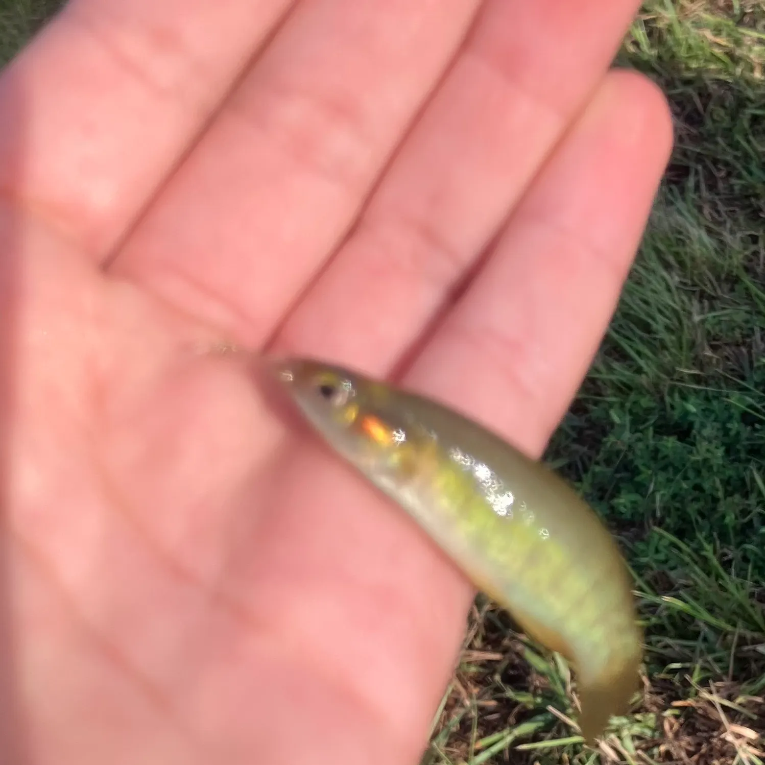 The most recent Golden topminnow catches on Fishbrain