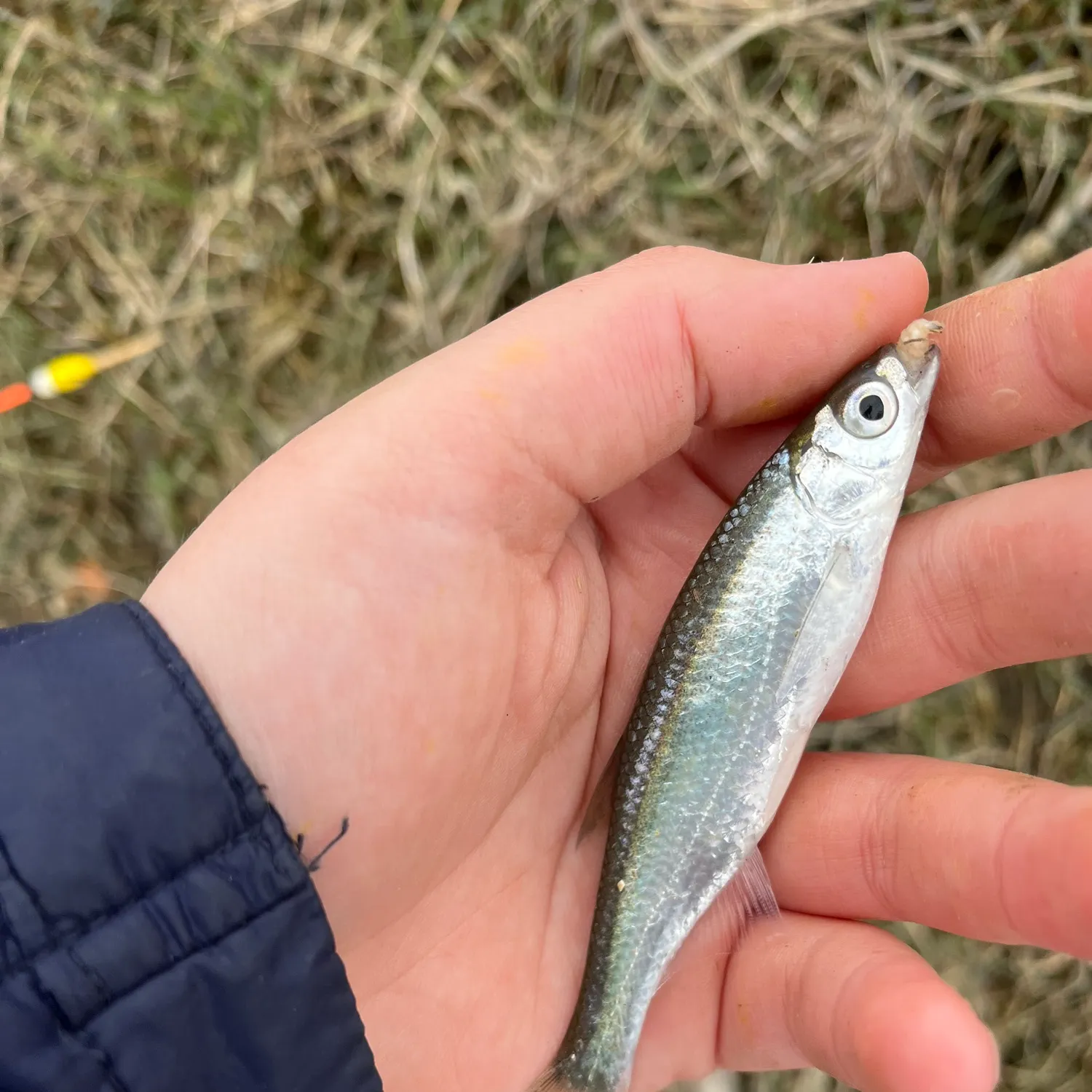 Fish caught on Fishbrain