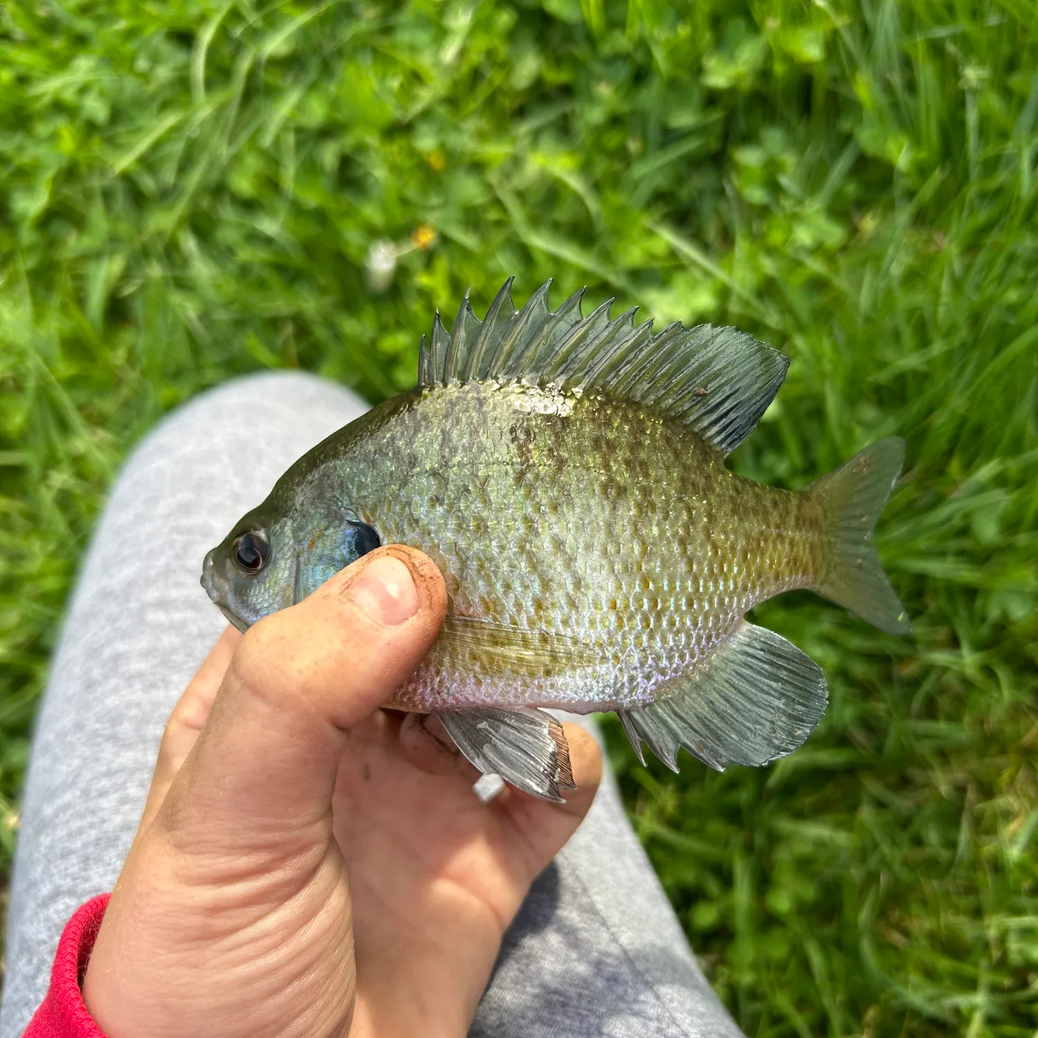 Fish caught on Fishbrain