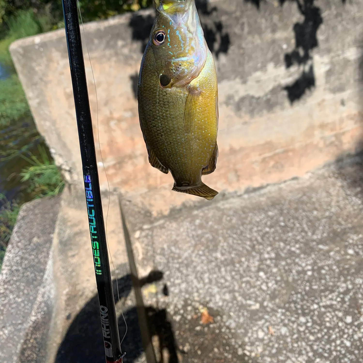 Green sunfish caught on Fishbrain