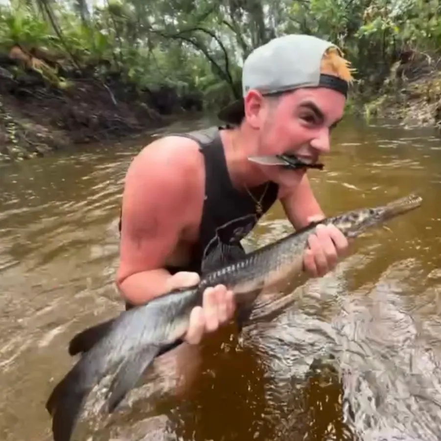 The most recent Longnose gar catches on Fishbrain