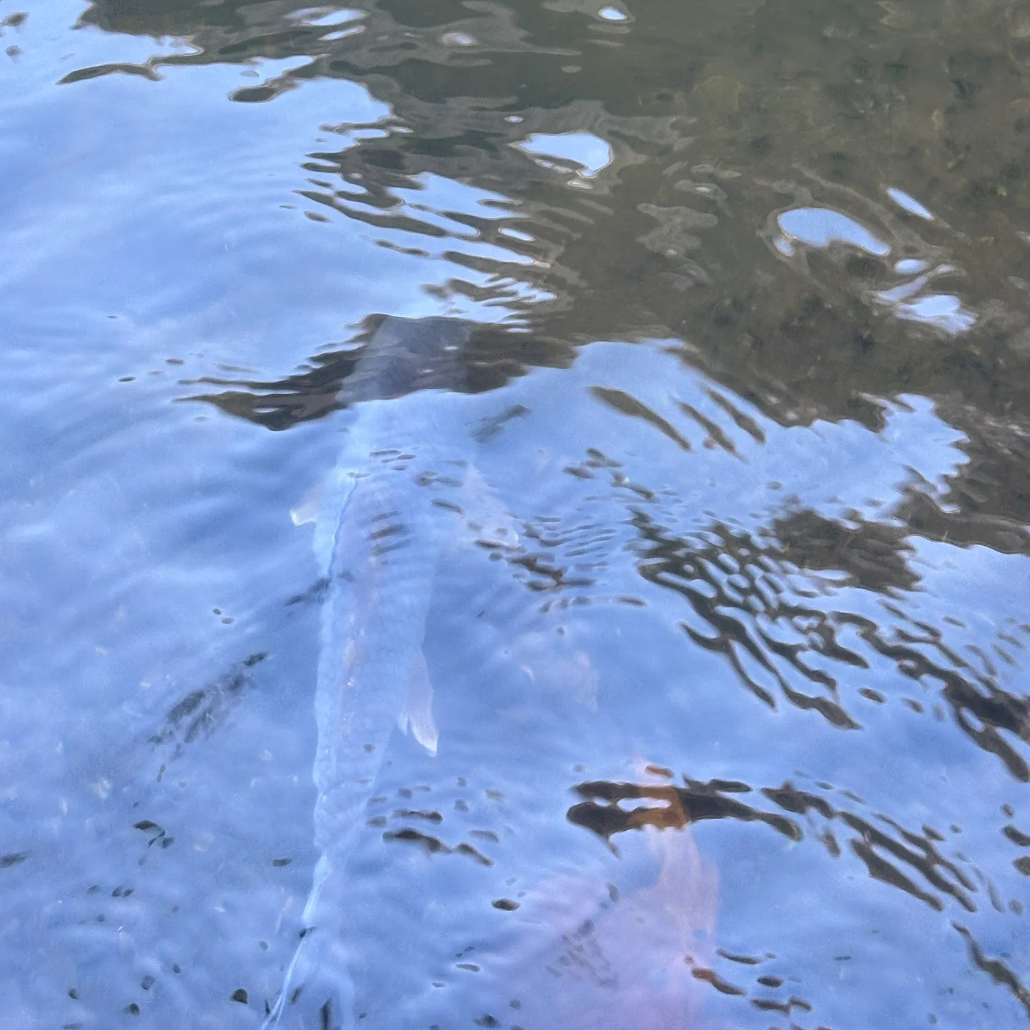 The most recent Grass carp catches on Fishbrain