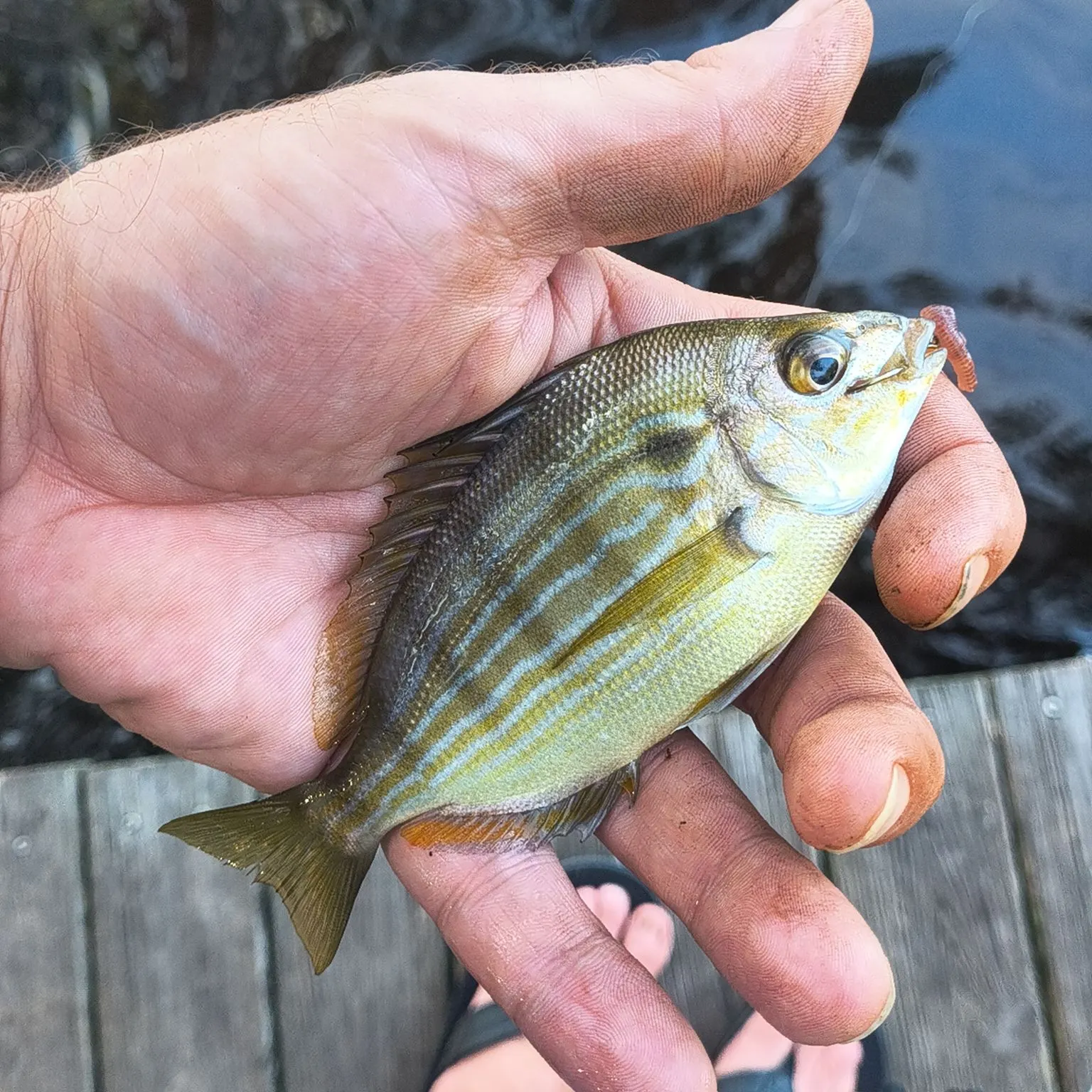 The most recent Pinfish catches on Fishbrain