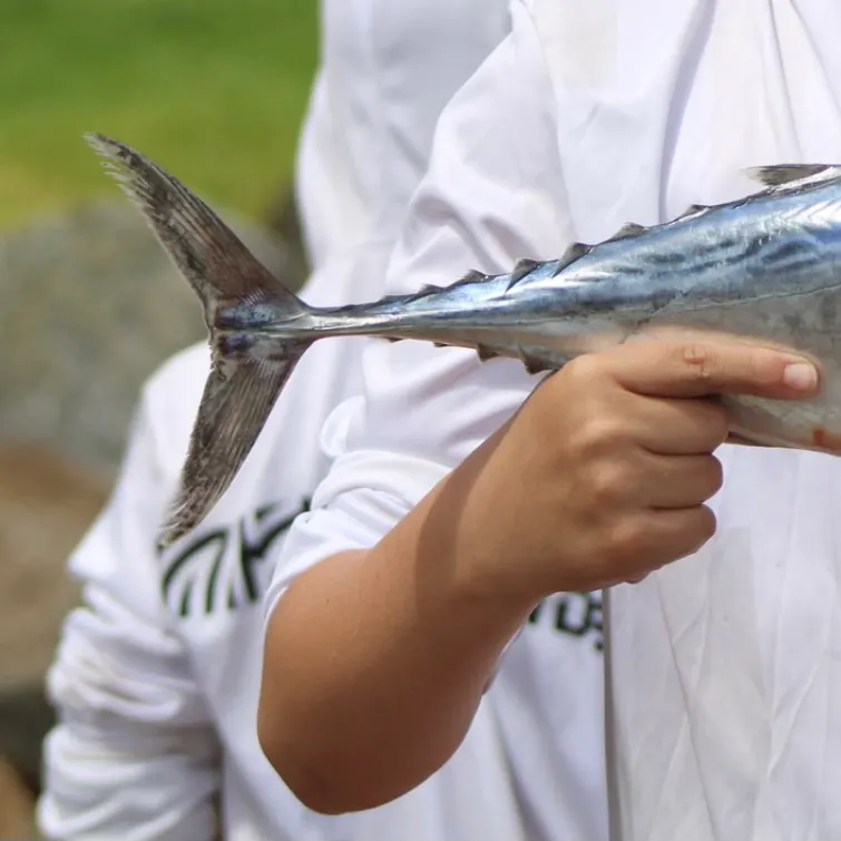 The most recent Atlantic bonito catches on Fishbrain