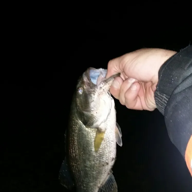angler catch