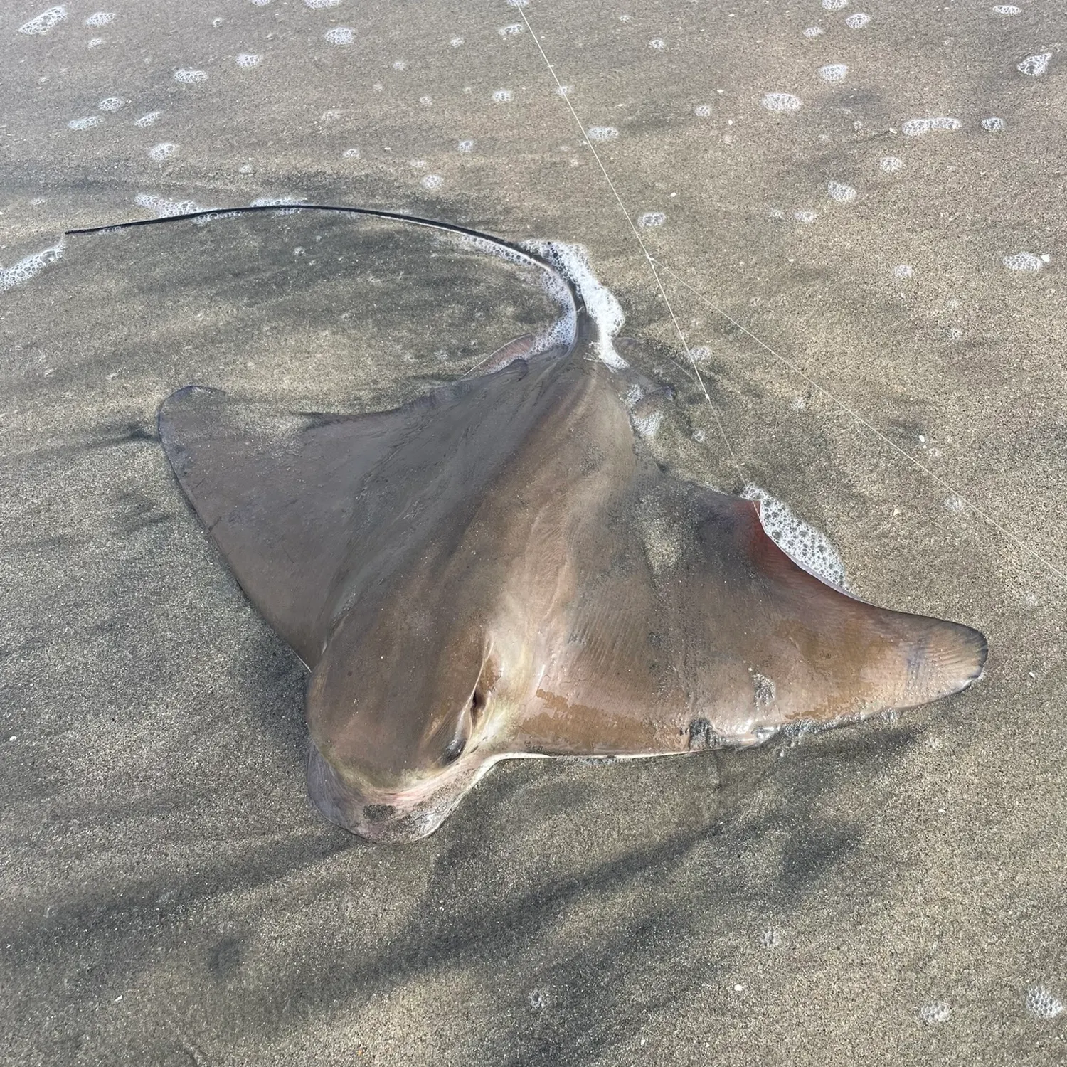 The most recent Bat eagle ray catches on Fishbrain