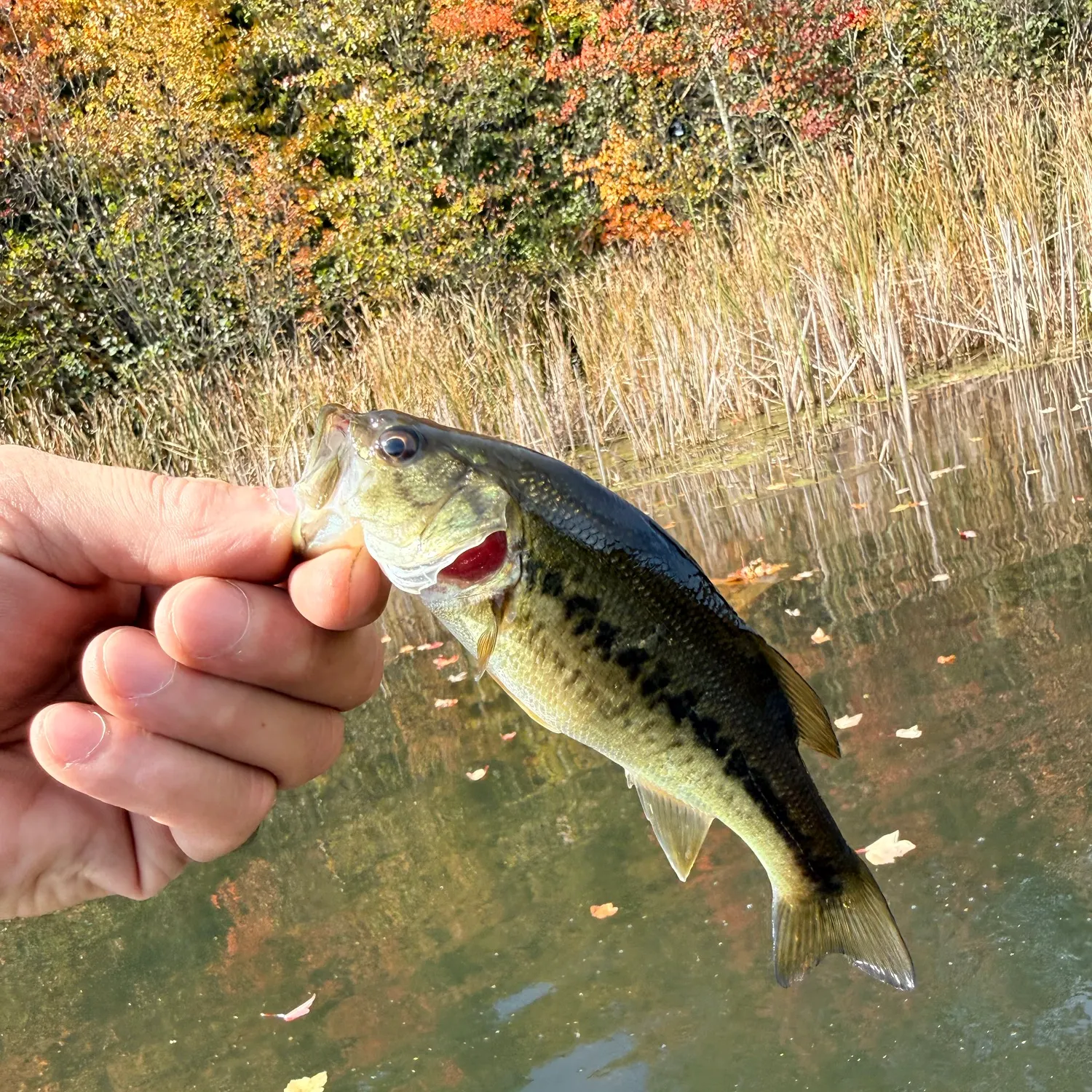 Largemouth bass caught on Fishbrain