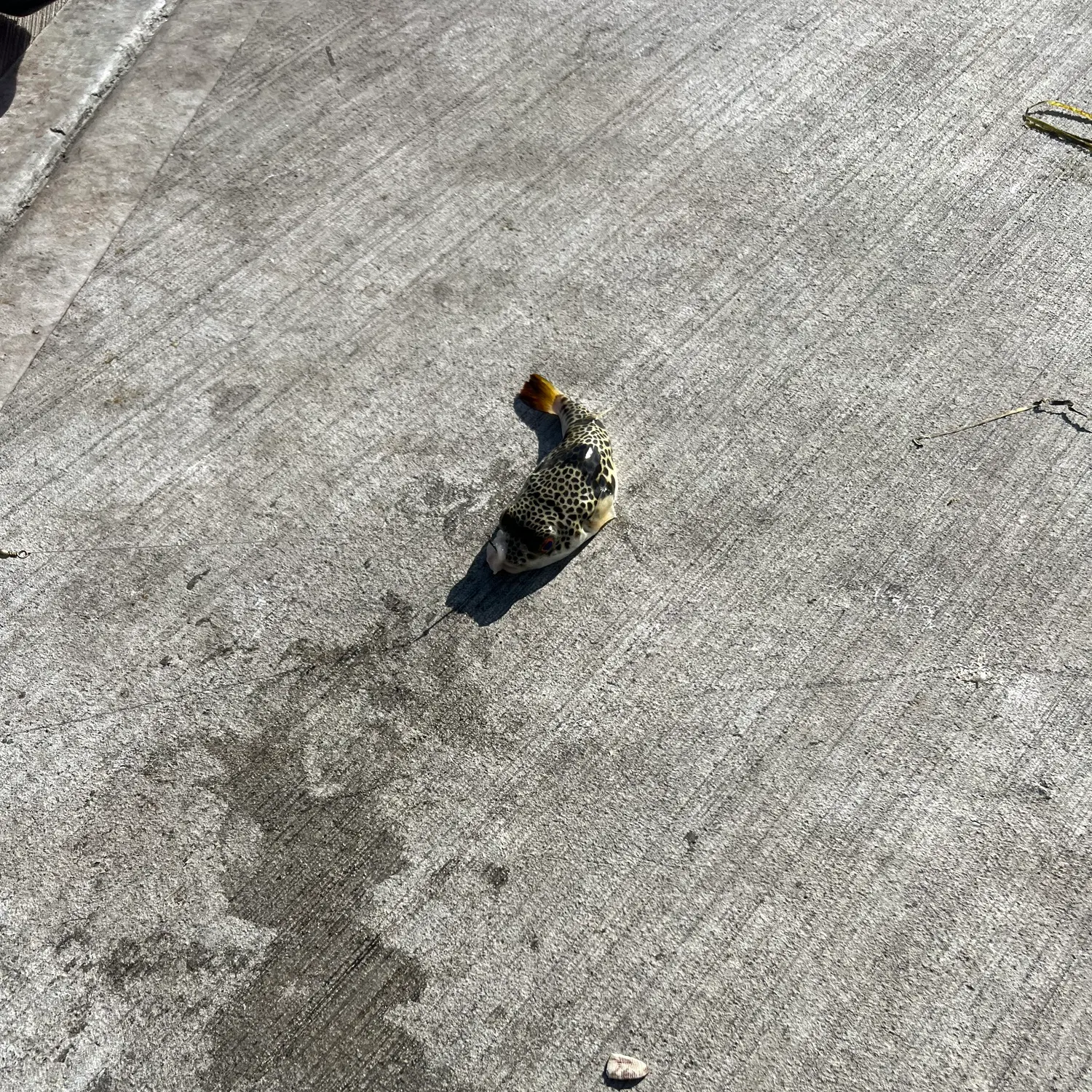 The most recent Smooth toadfish catches on Fishbrain