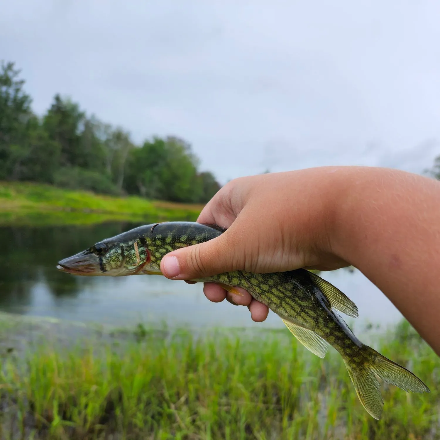 Chain pickerel caught on Fishbrain