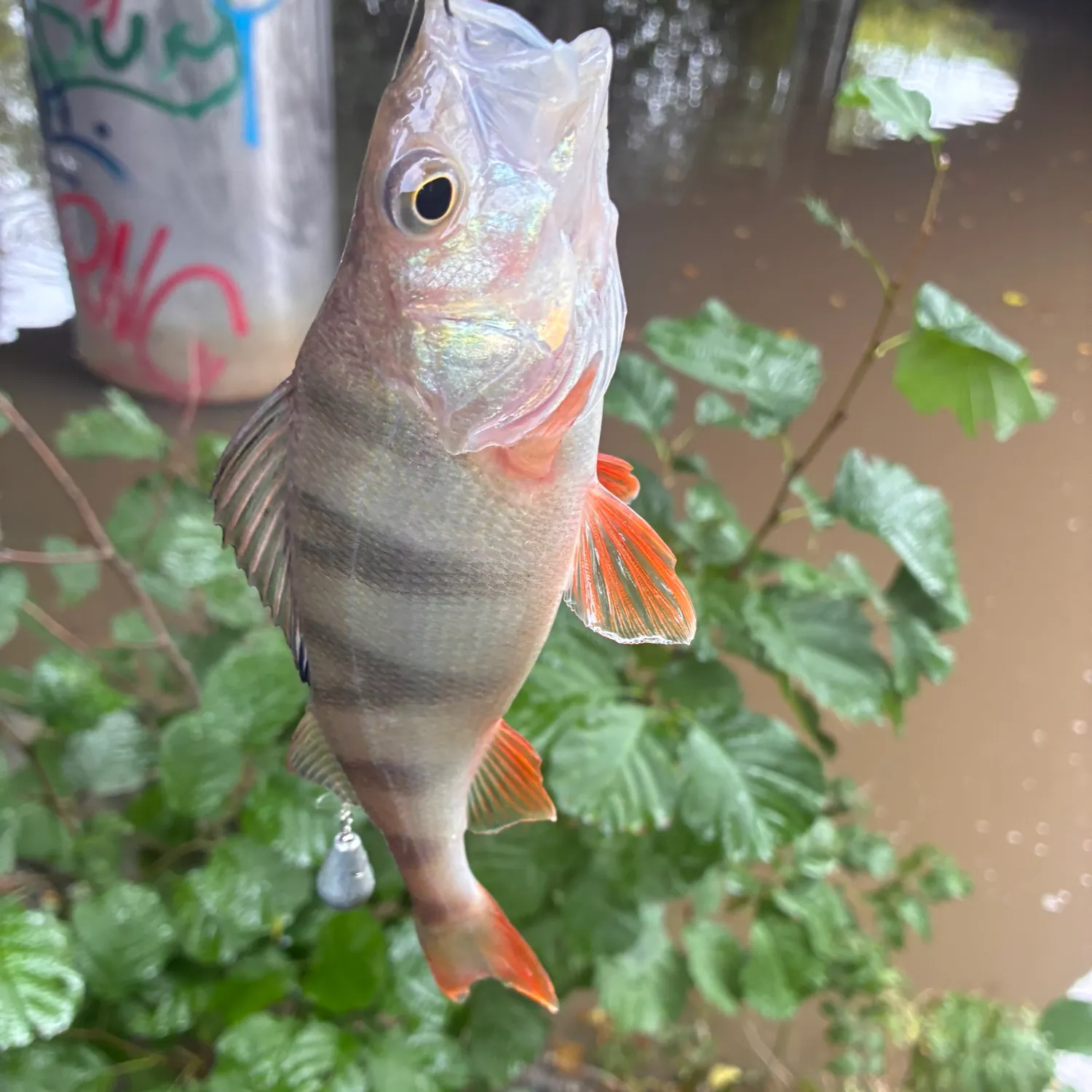 European perch caught on Fishbrain