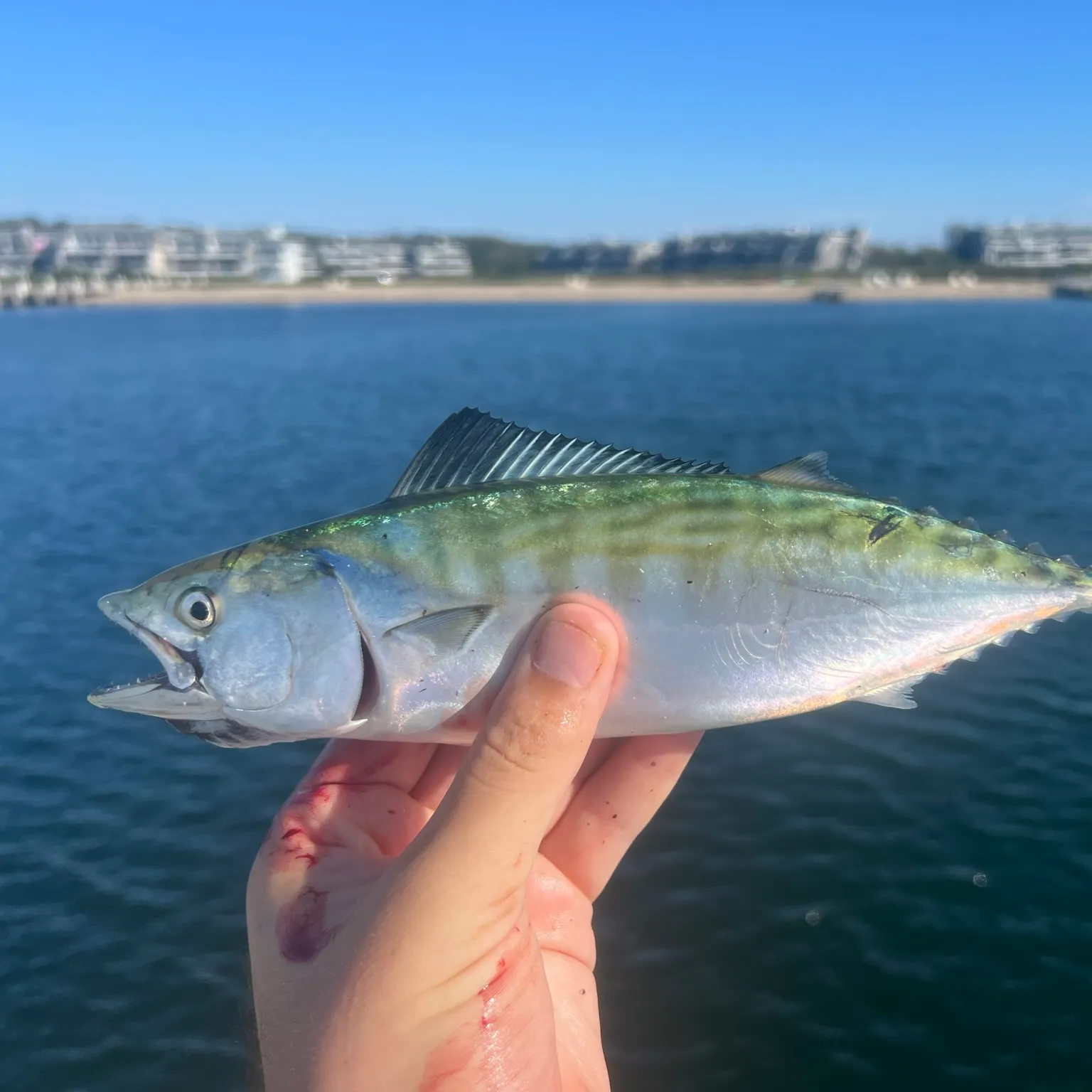 The most recent Atlantic bonito catches on Fishbrain