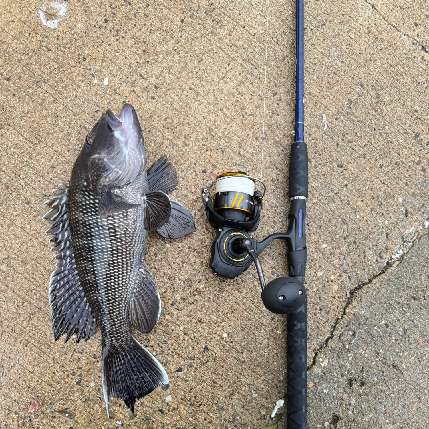 Black sea bass caught on Fishbrain