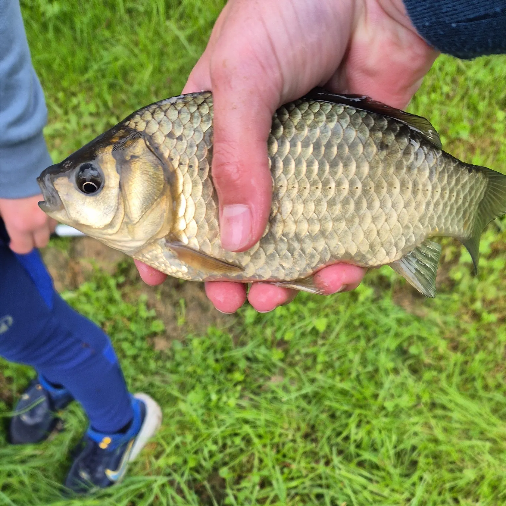 The most recent Prussian carp catches on Fishbrain