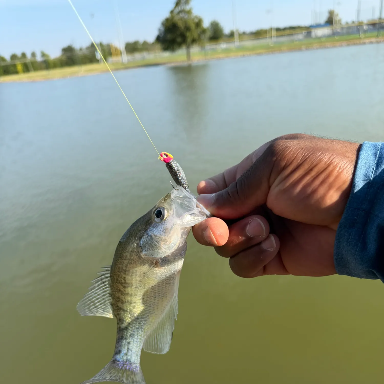 White crappie caught on Fishbrain