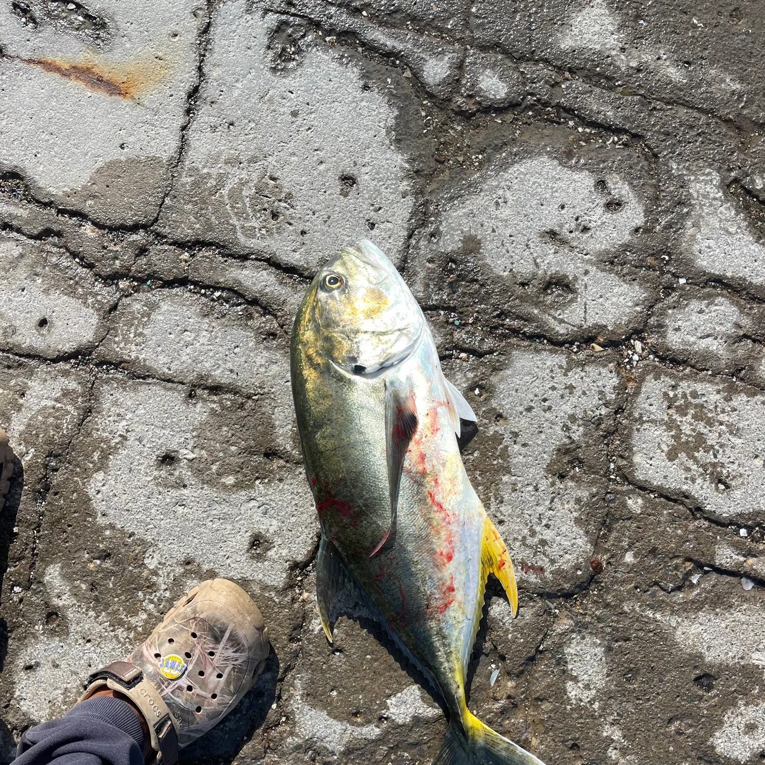 The most recent Pacific crevalle jack catches on Fishbrain