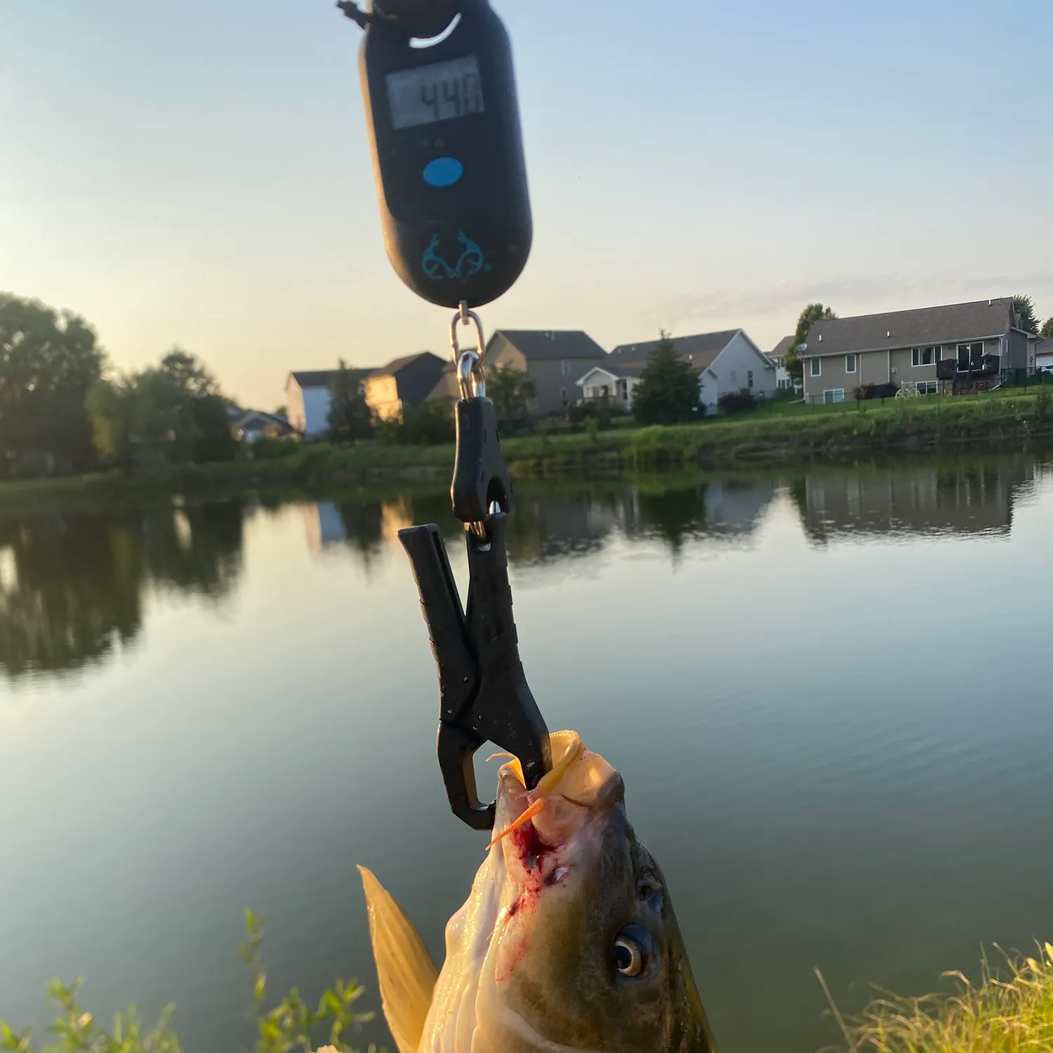 The most recent Northern hogsucker catches on Fishbrain