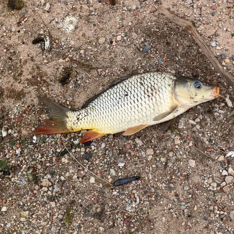 Common carp caught on Fishbrain