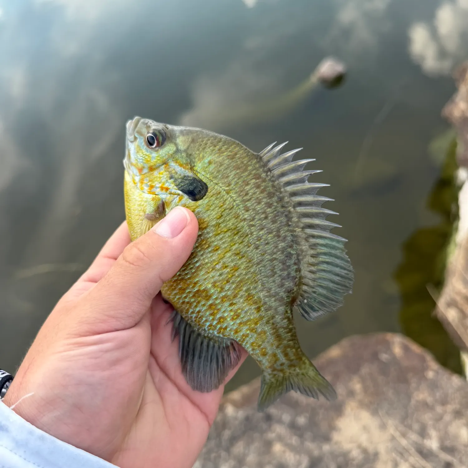 Bluegill caught on Fishbrain