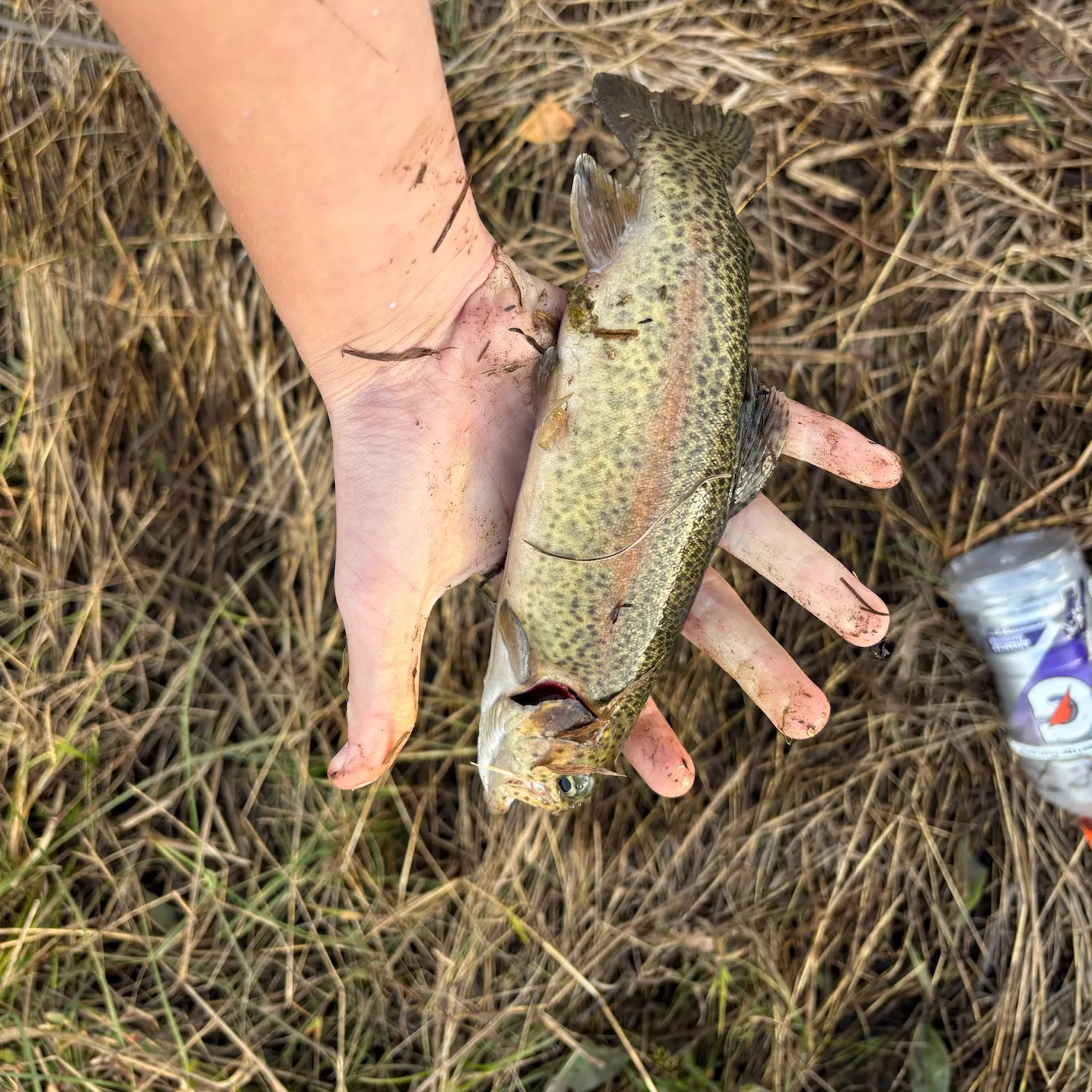 Rainbow trout caught on Fishbrain