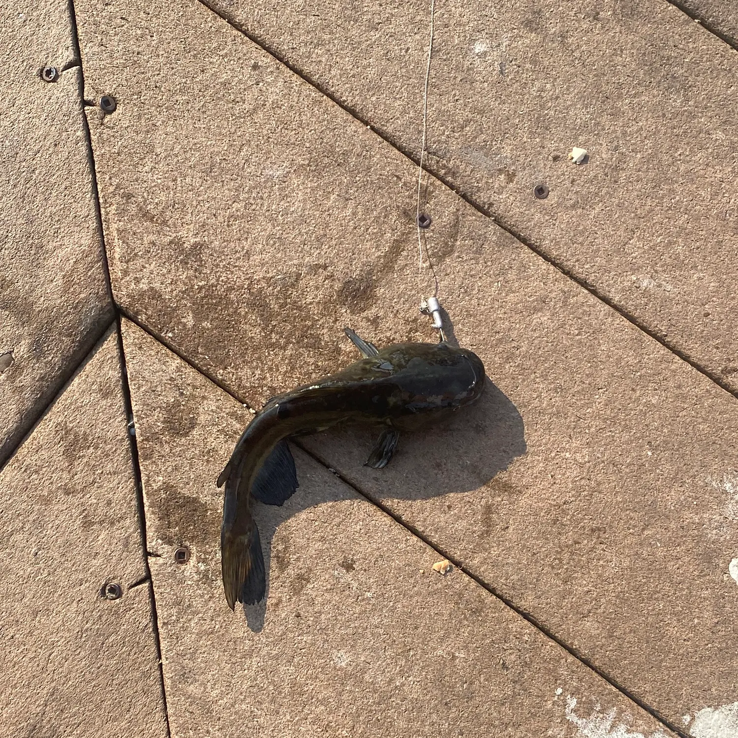Fish caught on Fishbrain