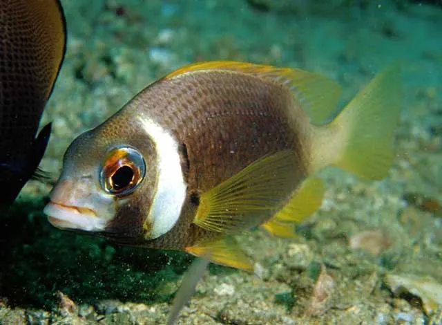 Whitecheek monocle bream