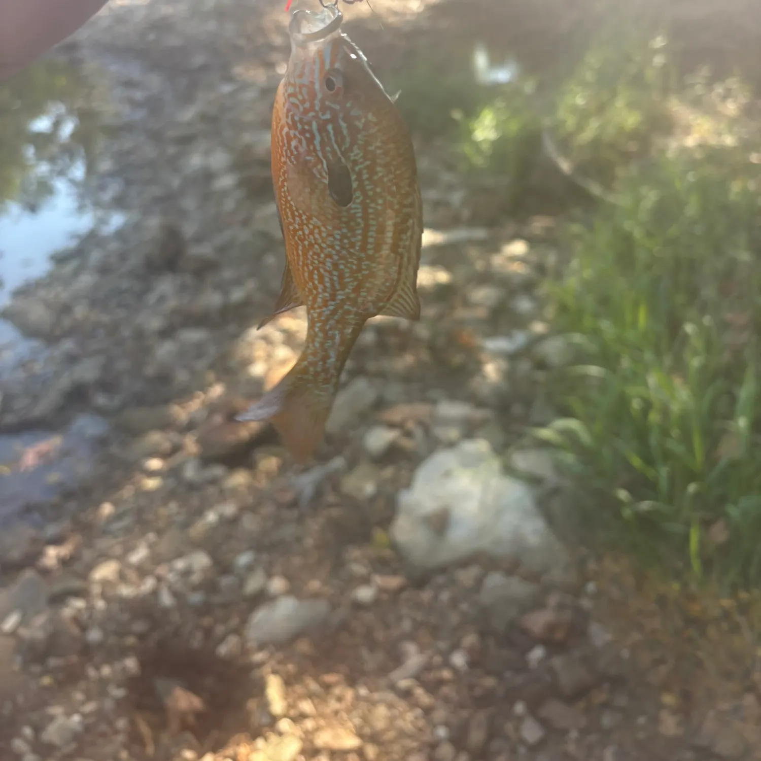 Longear sunfish caught on Fishbrain
