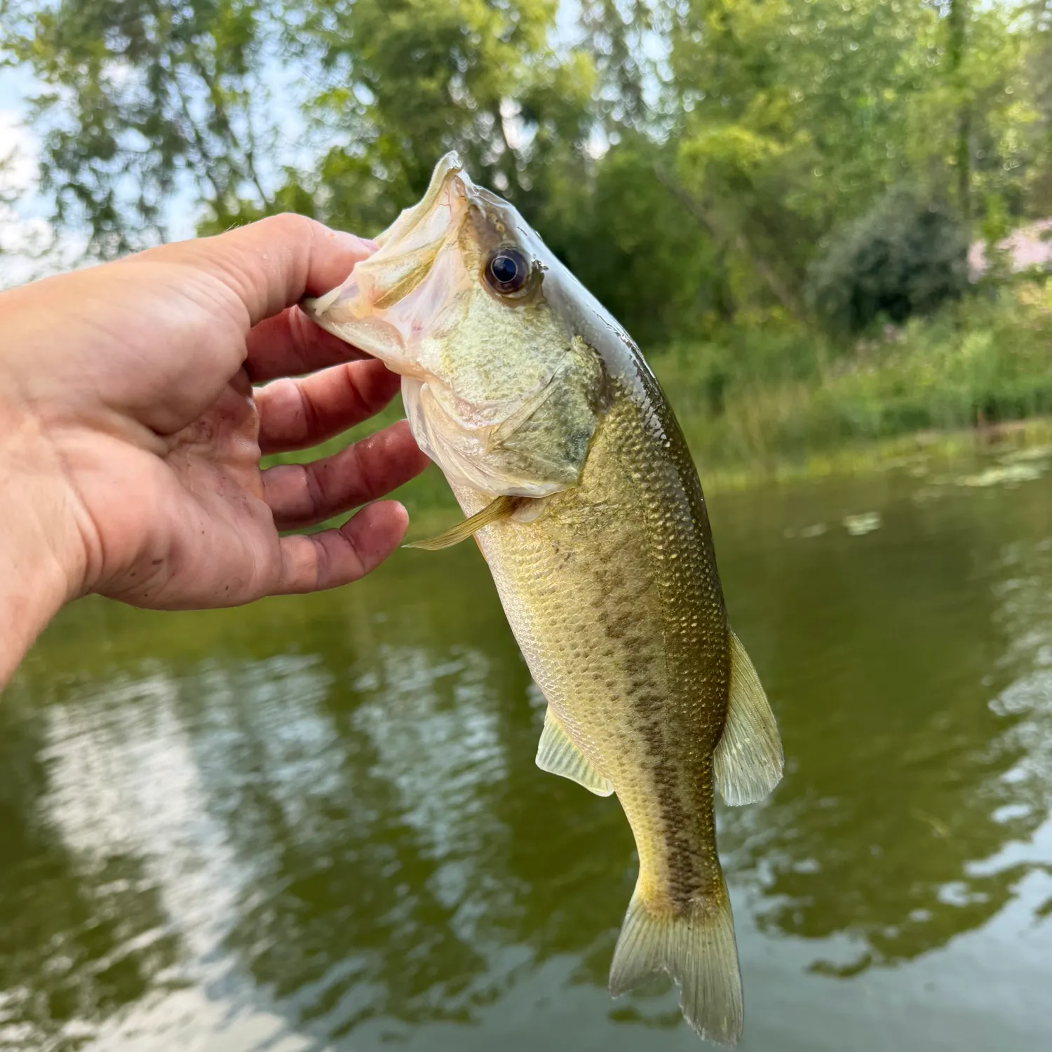 Largemouth bass caught on Fishbrain