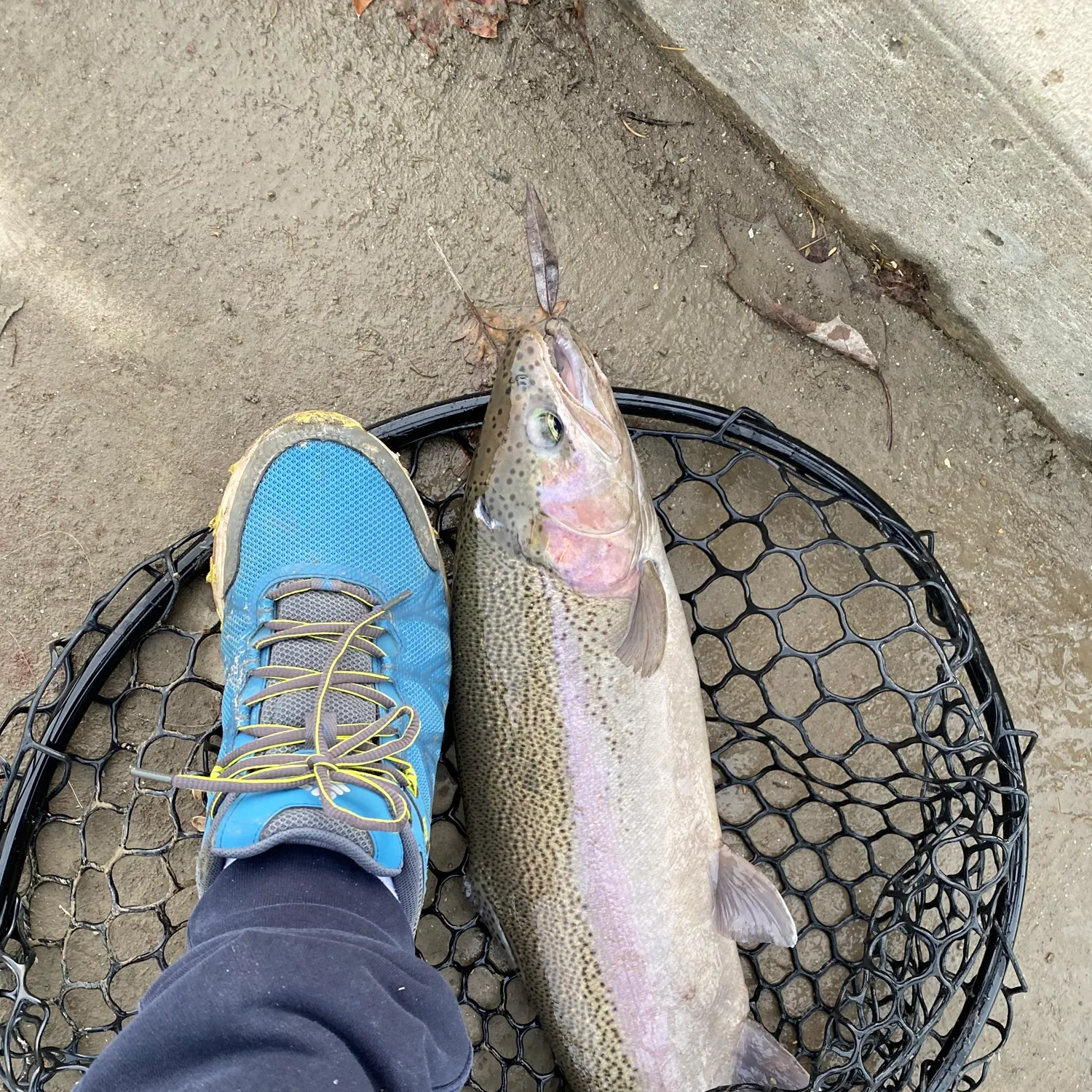 The most recent Steelhead catches on Fishbrain