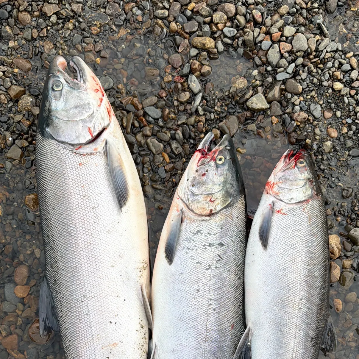 Coho salmon caught on Fishbrain