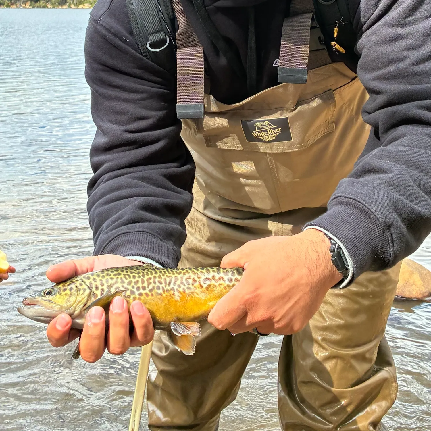 Tiger trout caught on Fishbrain