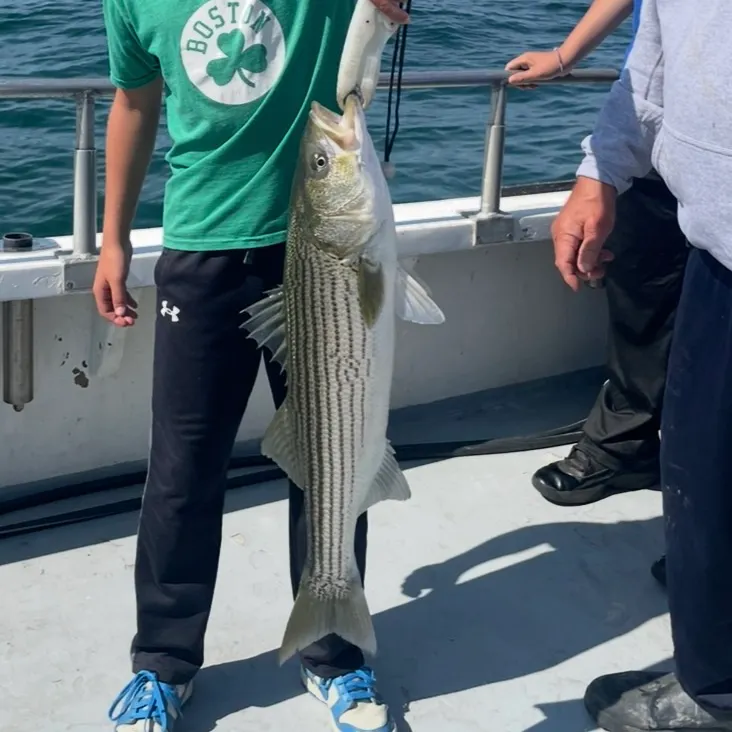 Striped bass caught on Fishbrain