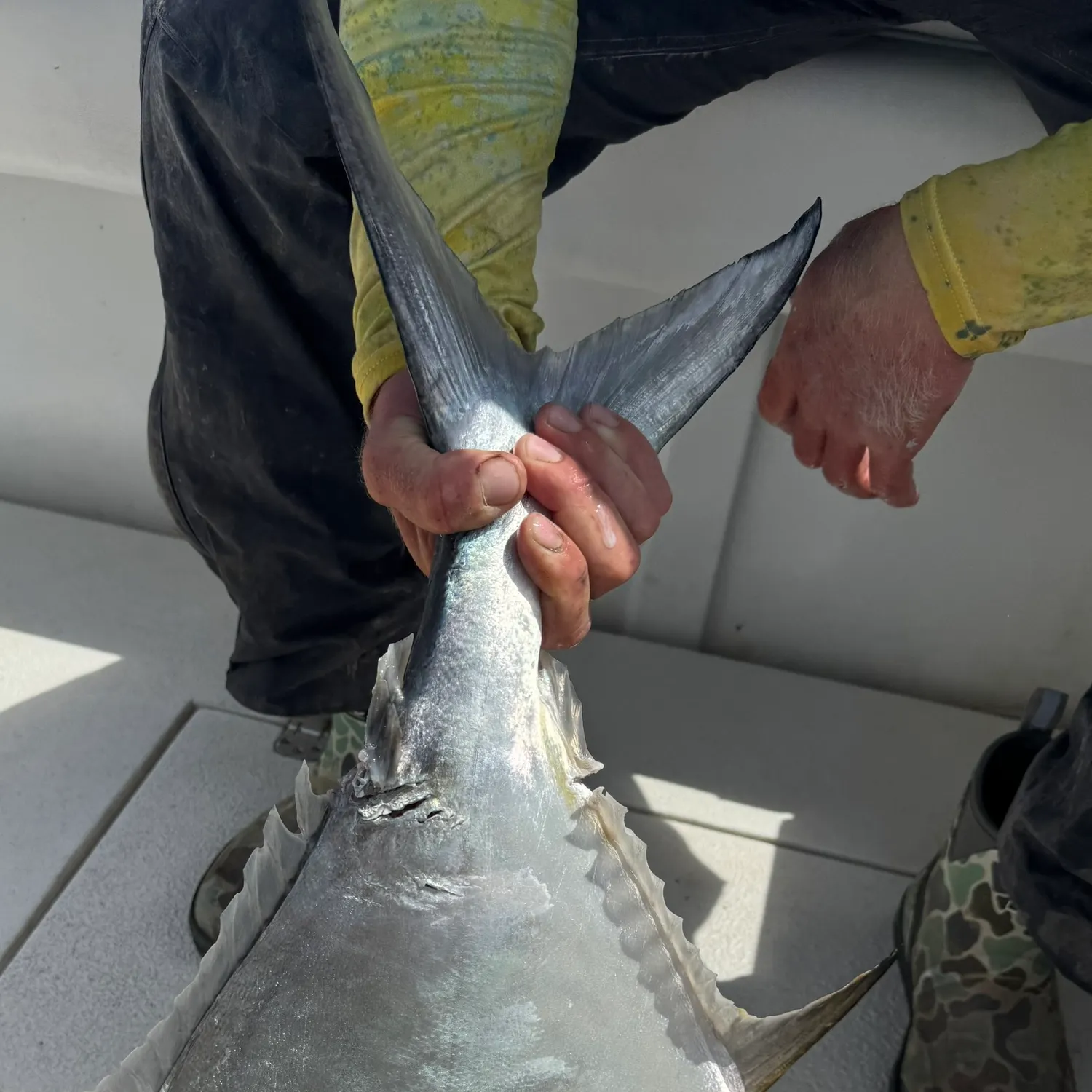 The most recent Permit catches on Fishbrain