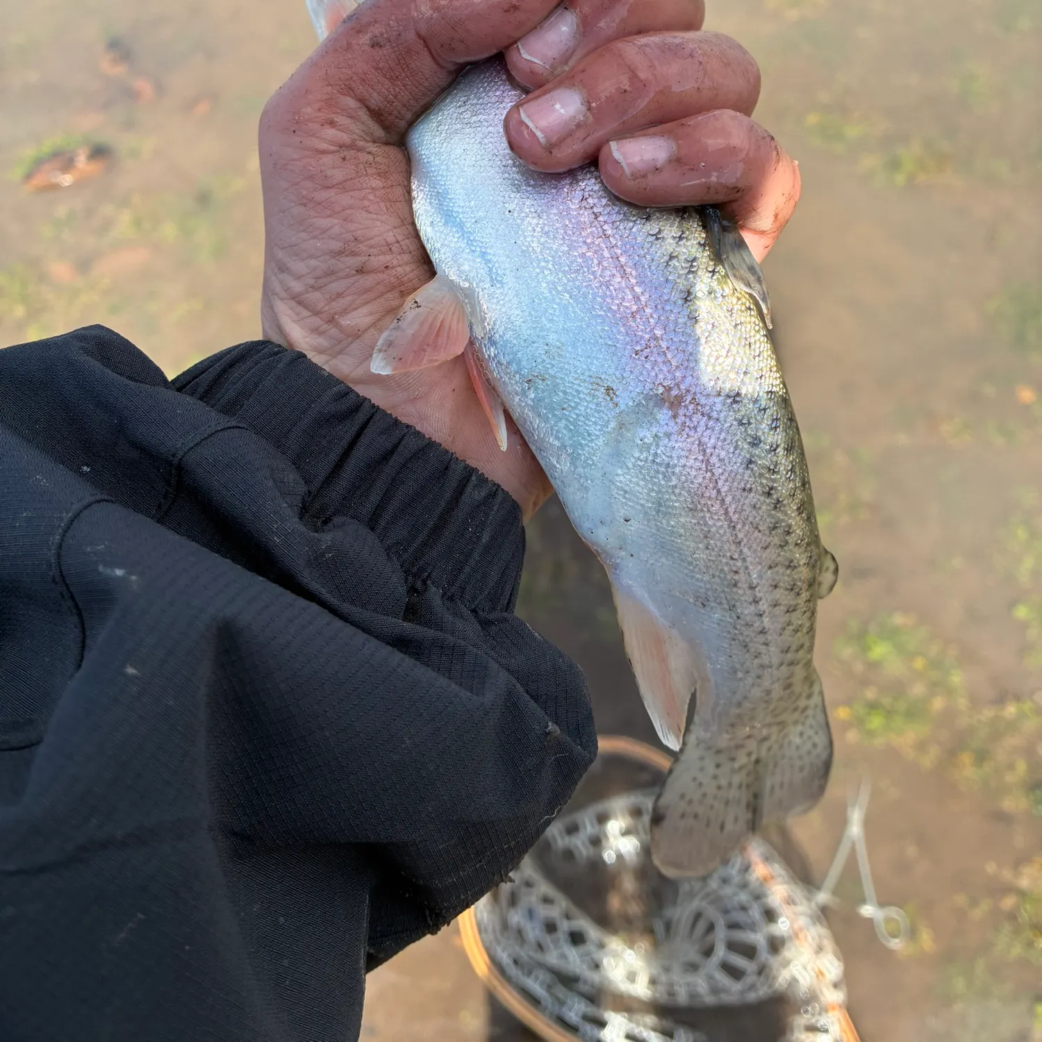 Rainbow trout caught on Fishbrain