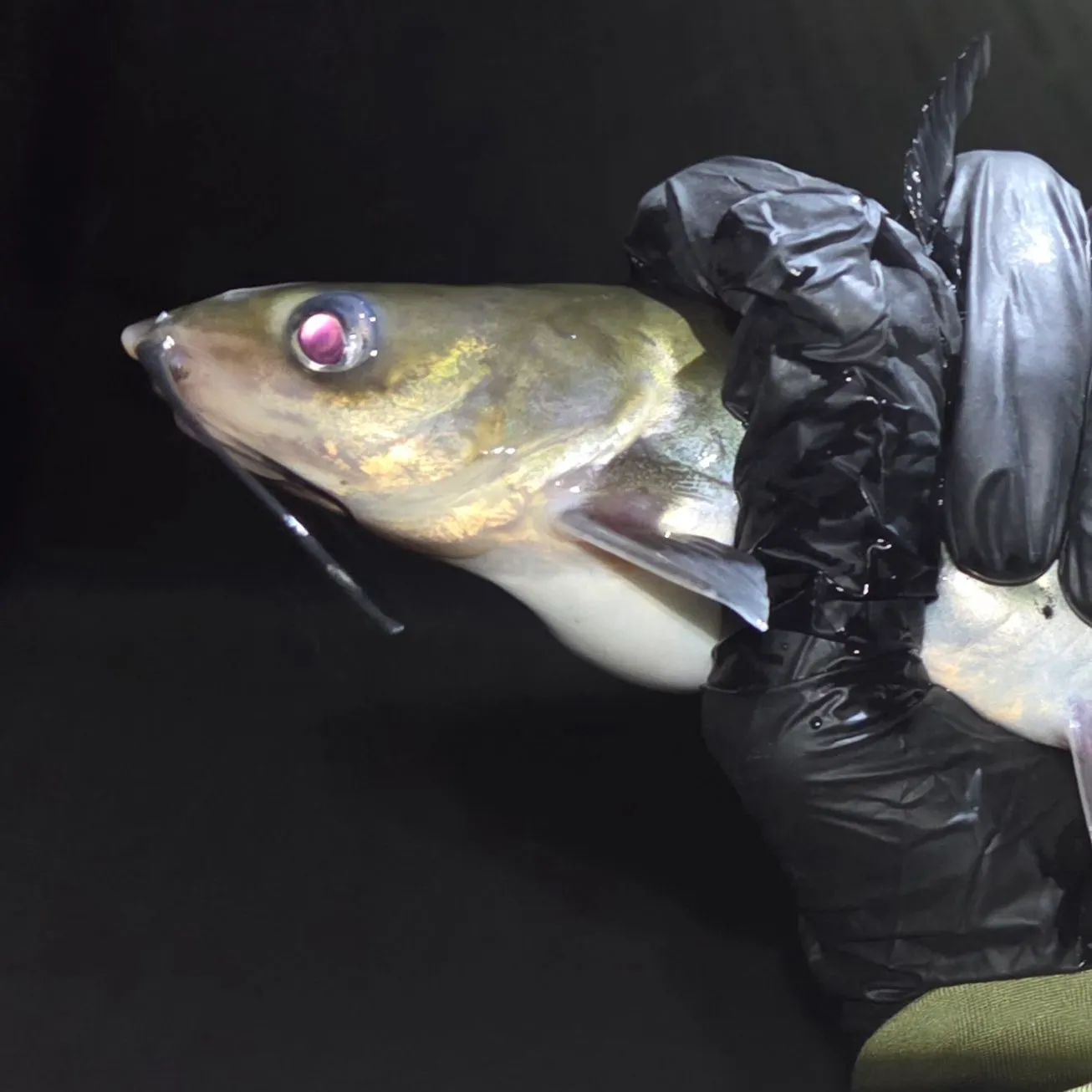 Channel catfish caught on Fishbrain