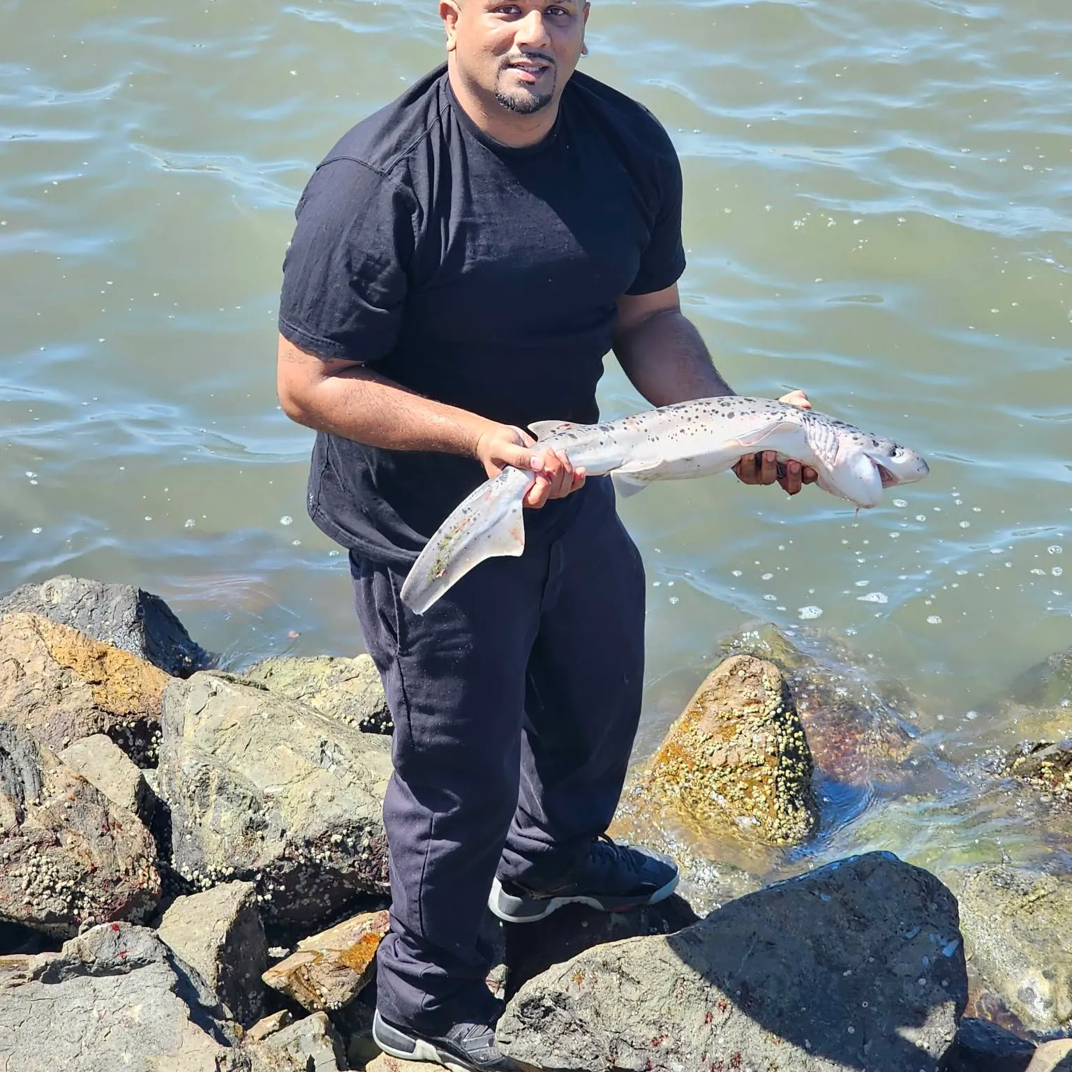 The most recent Broadnose sevengill shark catches on Fishbrain