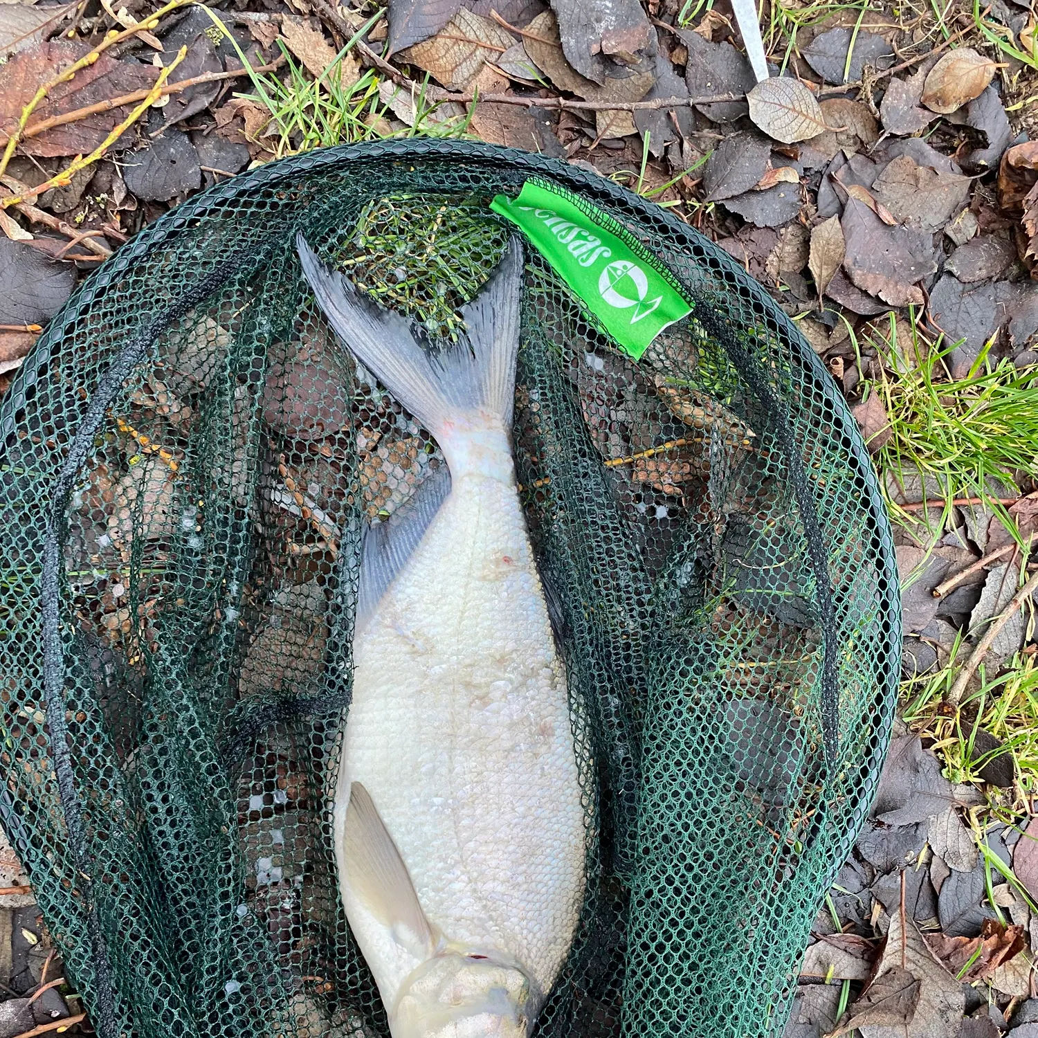 The most recent Common bream catches on Fishbrain