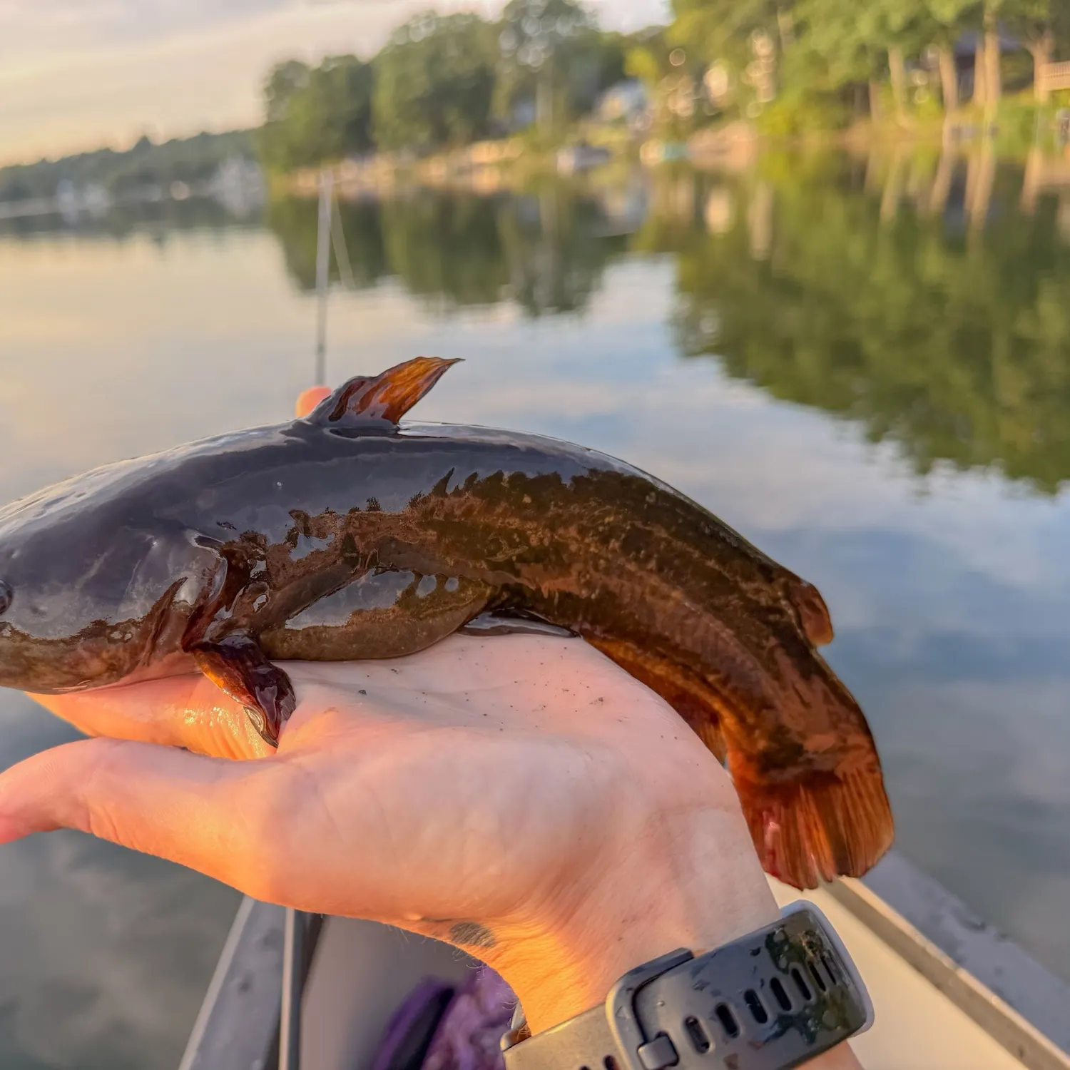 Black bullhead caught on Fishbrain